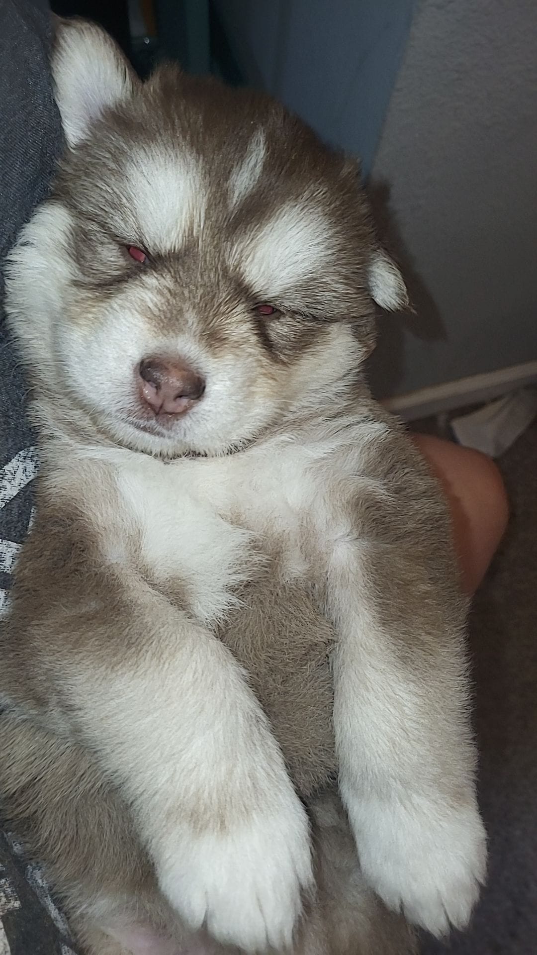 Stella – Siberian Husky puppy on hold in Swansea, IL