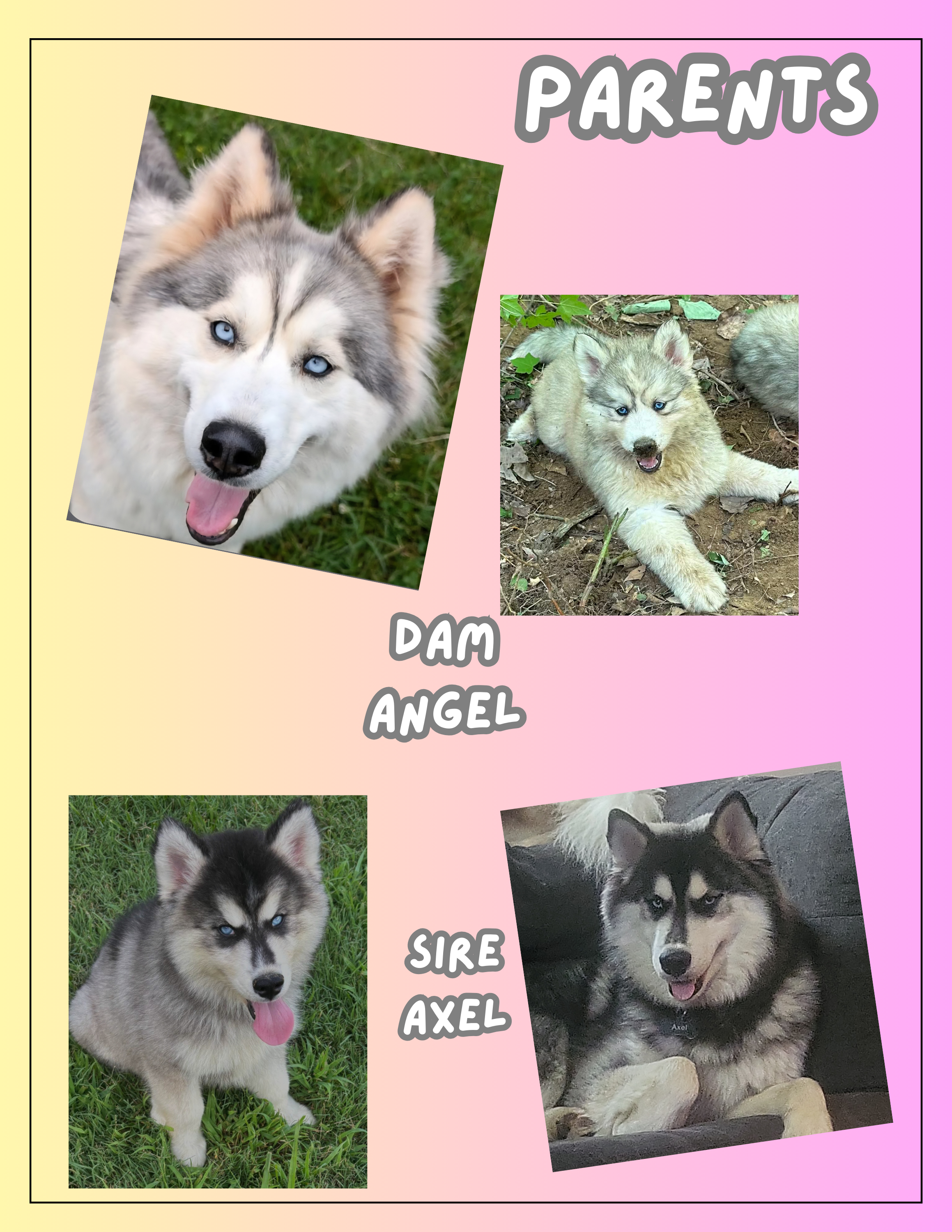 Daenerys, a female Siberian Husky for sale in Swansea, IL – Photo 5 of 5