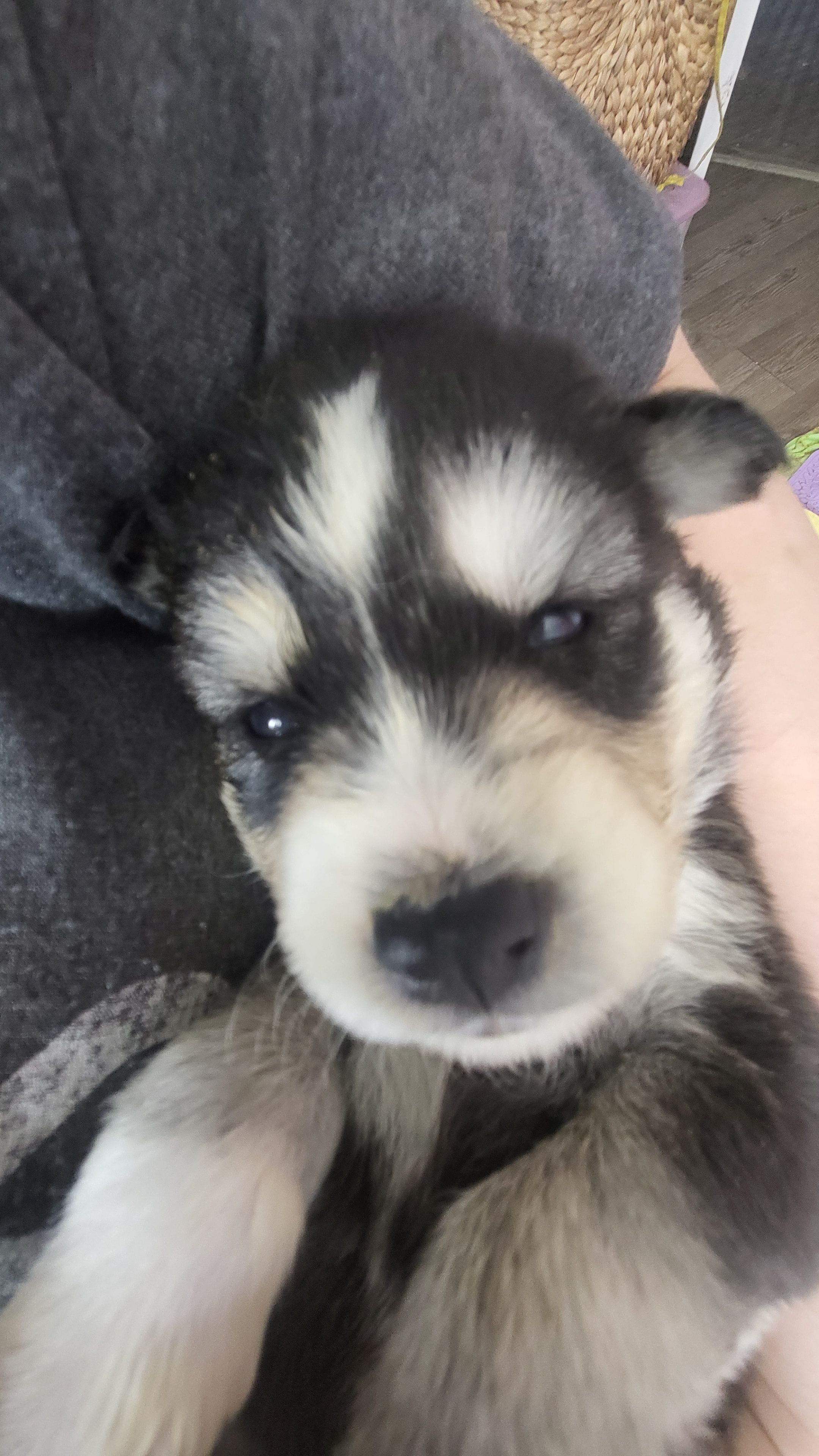 Sansa, a female Siberian Husky for sale in Swansea, IL – Photo 3 of 5