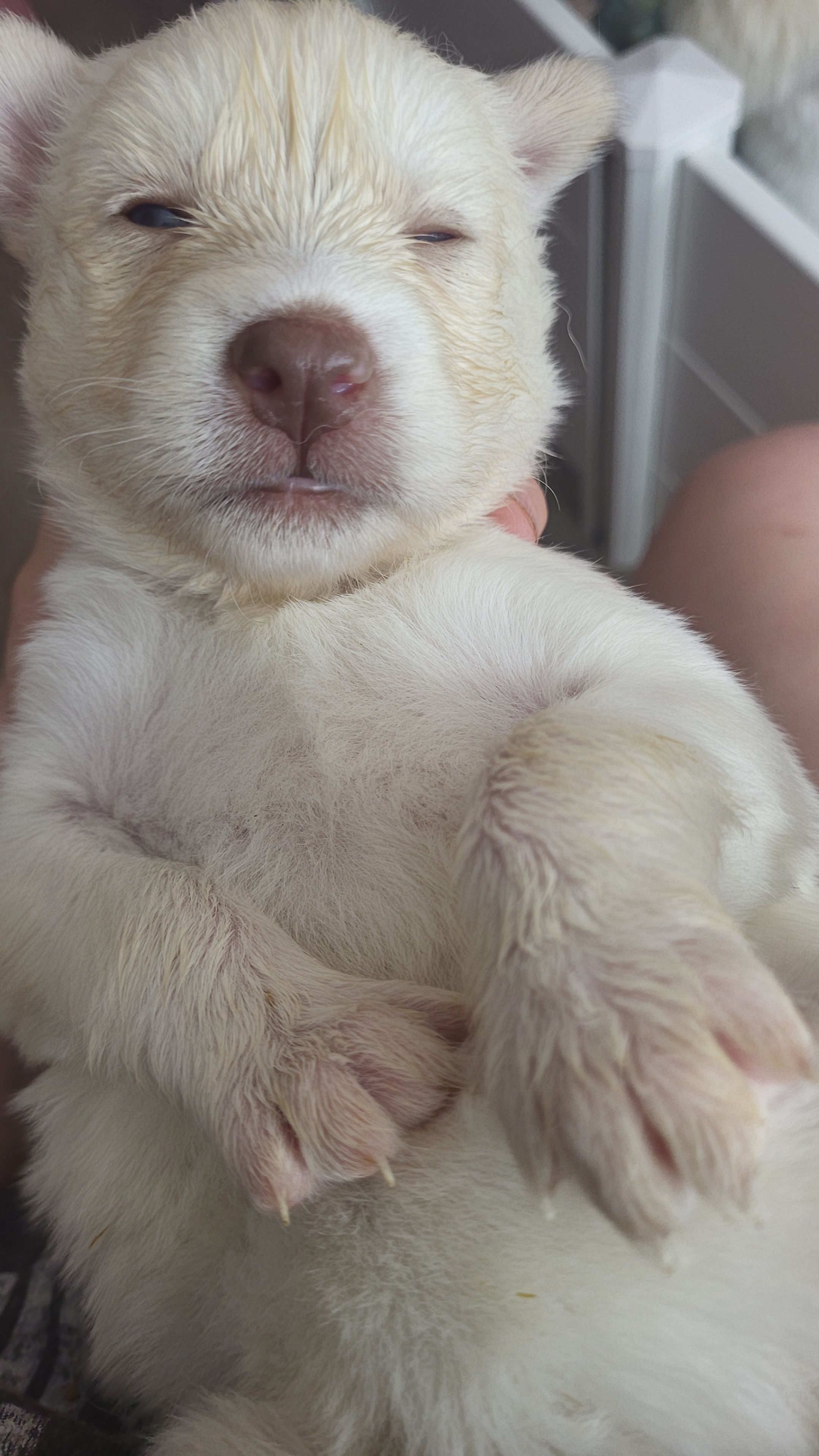 Daenerys, a female Siberian Husky for sale in Swansea, IL – Photo 3 of 5