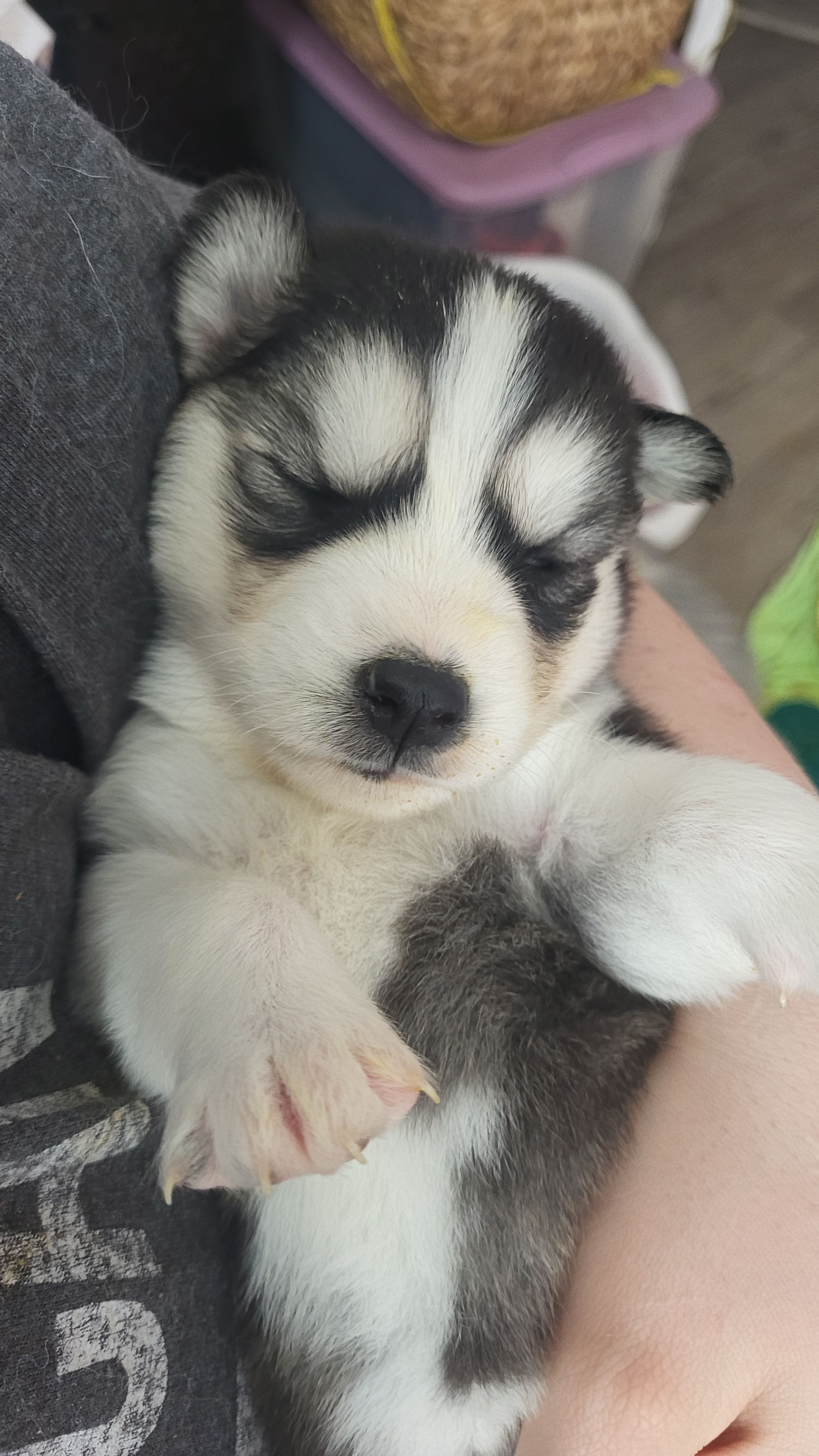 Arya – Siberian Husky puppy for sale in Swansea, IL