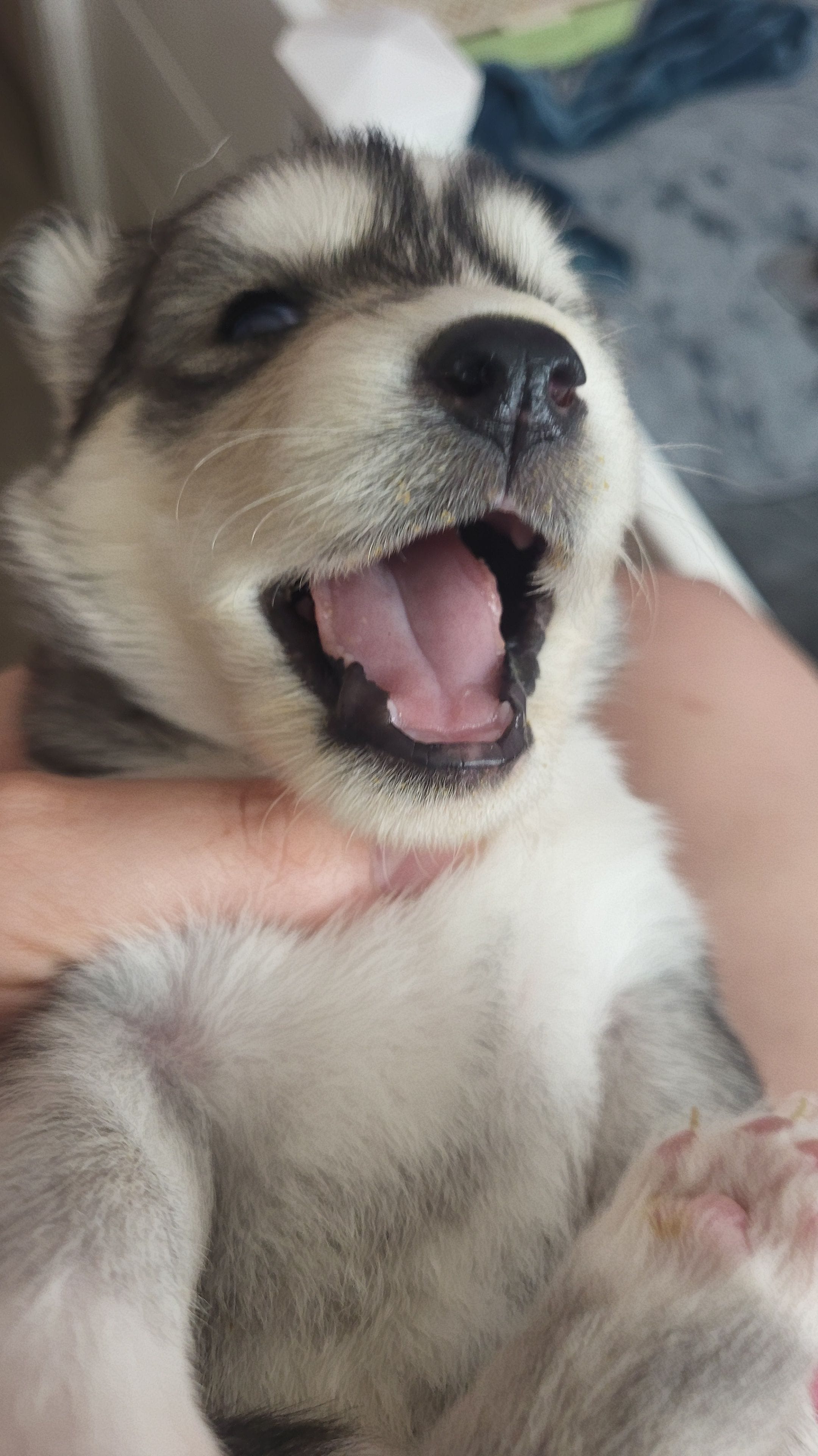 Cersei, a female Siberian Husky for sale in Swansea, IL – Photo 3 of 5