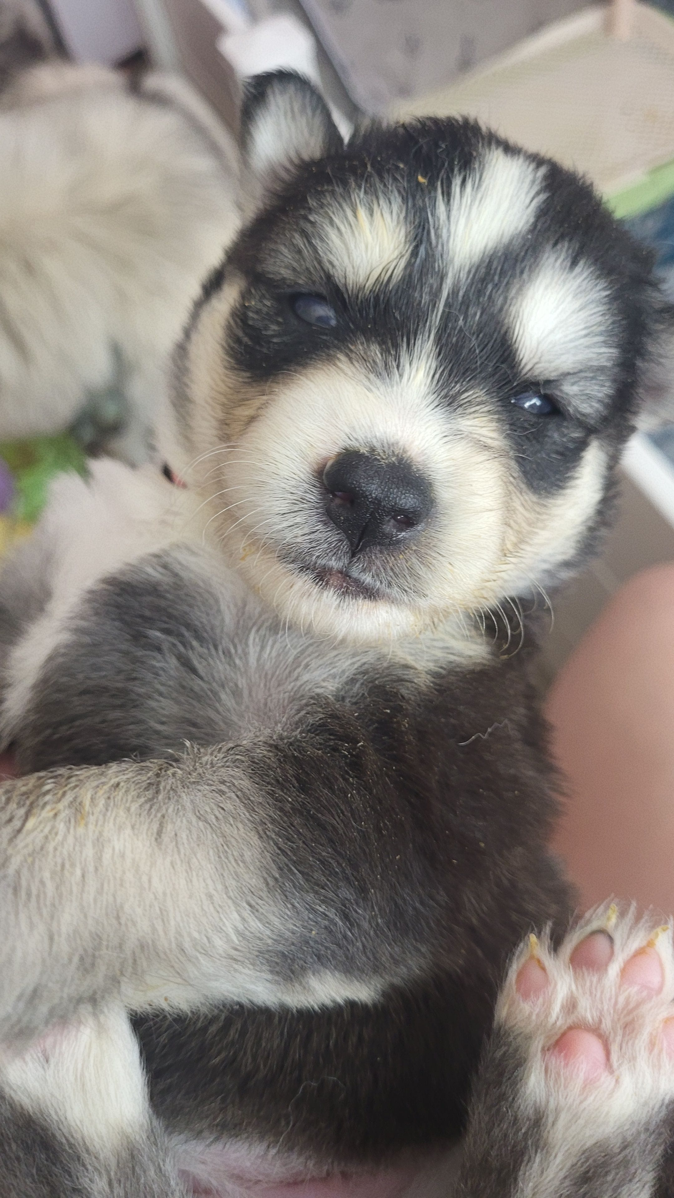 Sansa – Siberian Husky puppy for sale in Swansea, IL