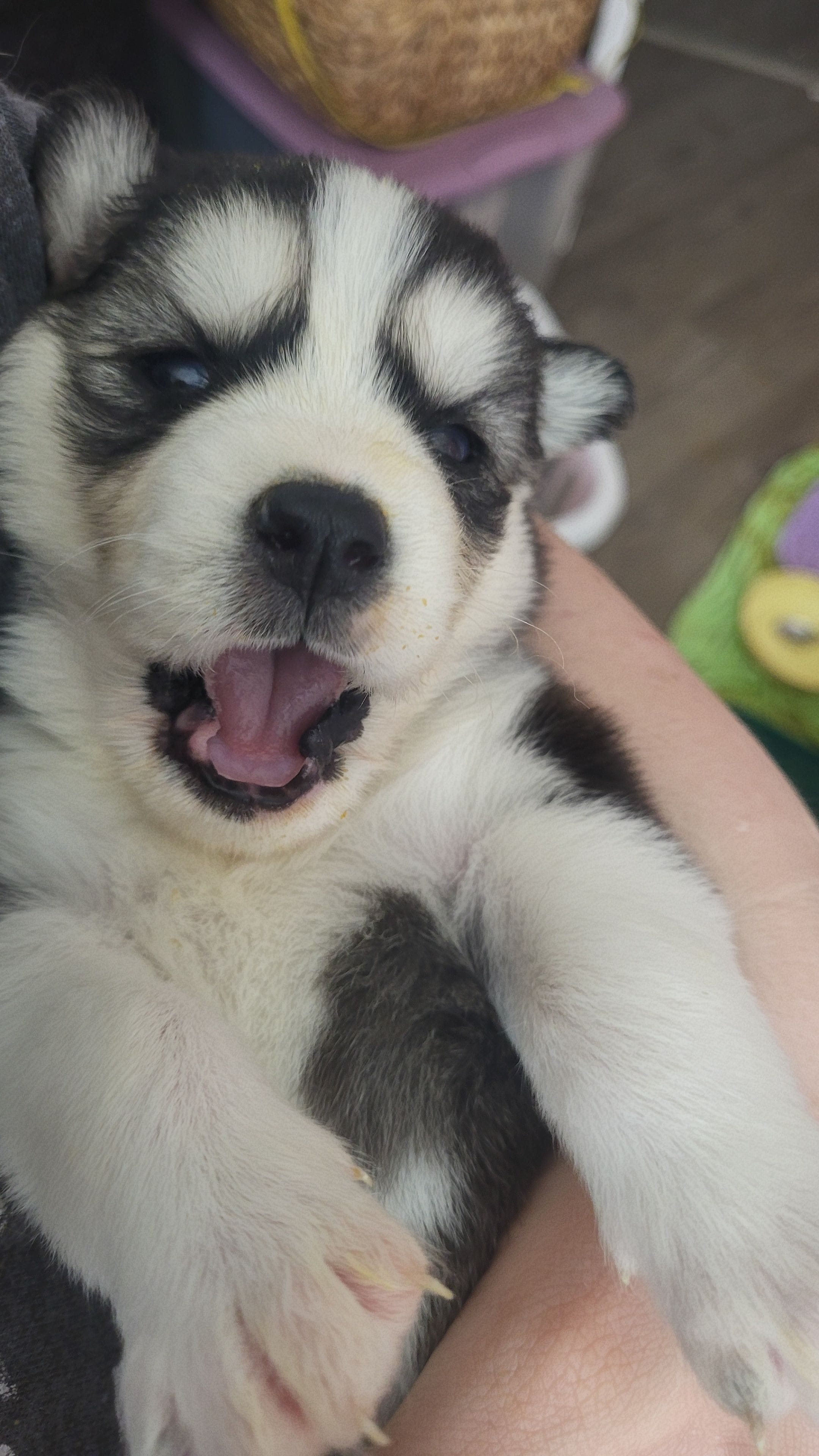 Arya, a female Siberian Husky for sale in Swansea, IL – Photo 2 of 5