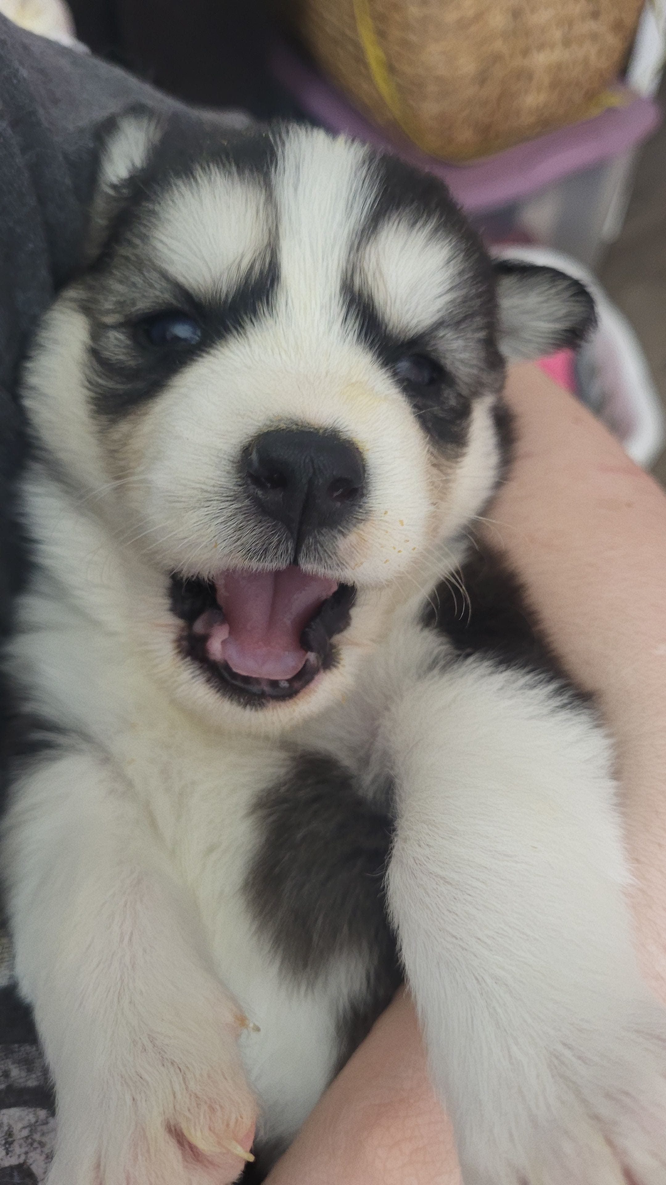 Arya, a female Siberian Husky for sale in Swansea, IL – Photo 4 of 5