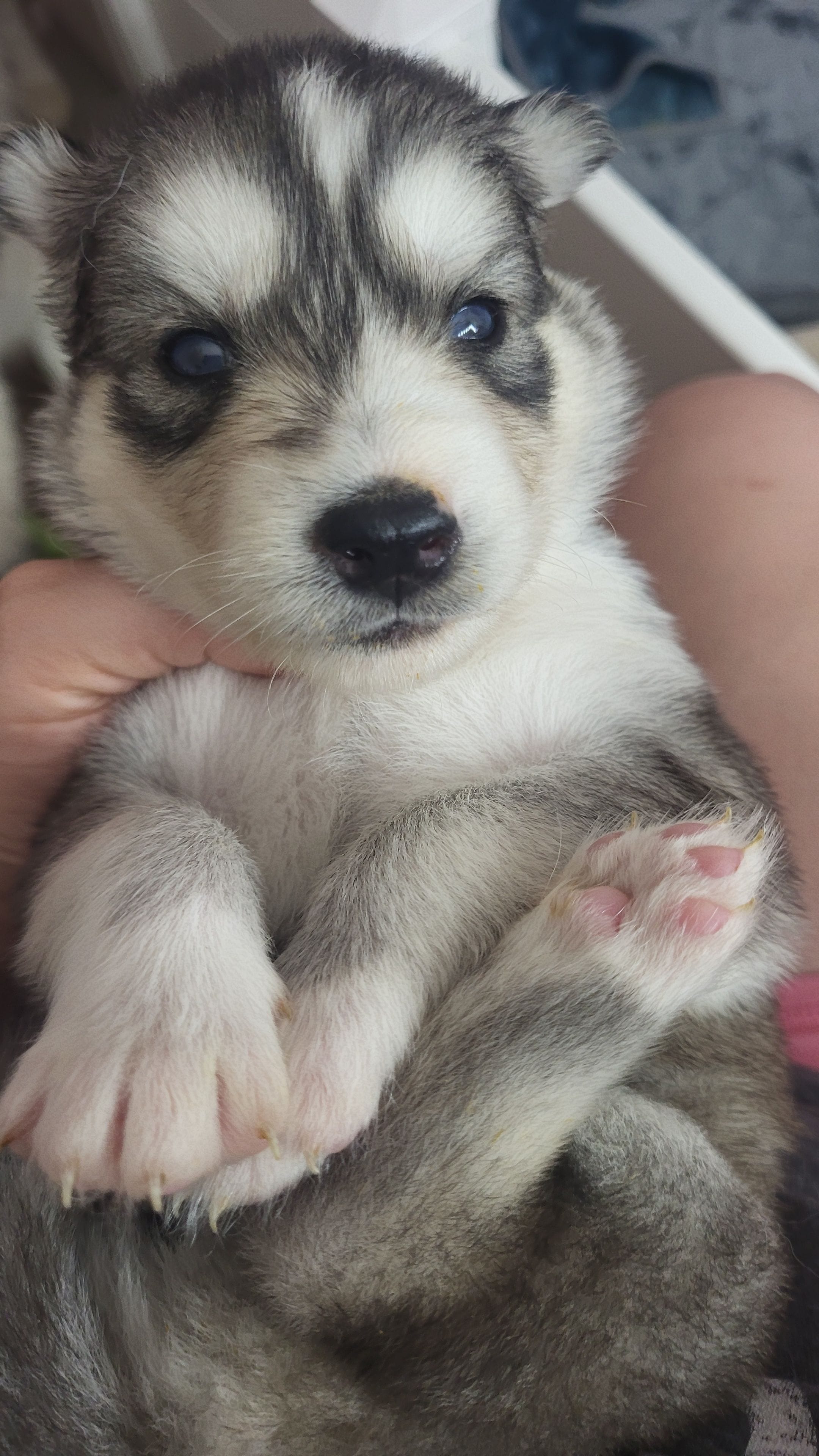 Cersei, a female Siberian Husky for sale in Swansea, IL – Photo 2 of 5