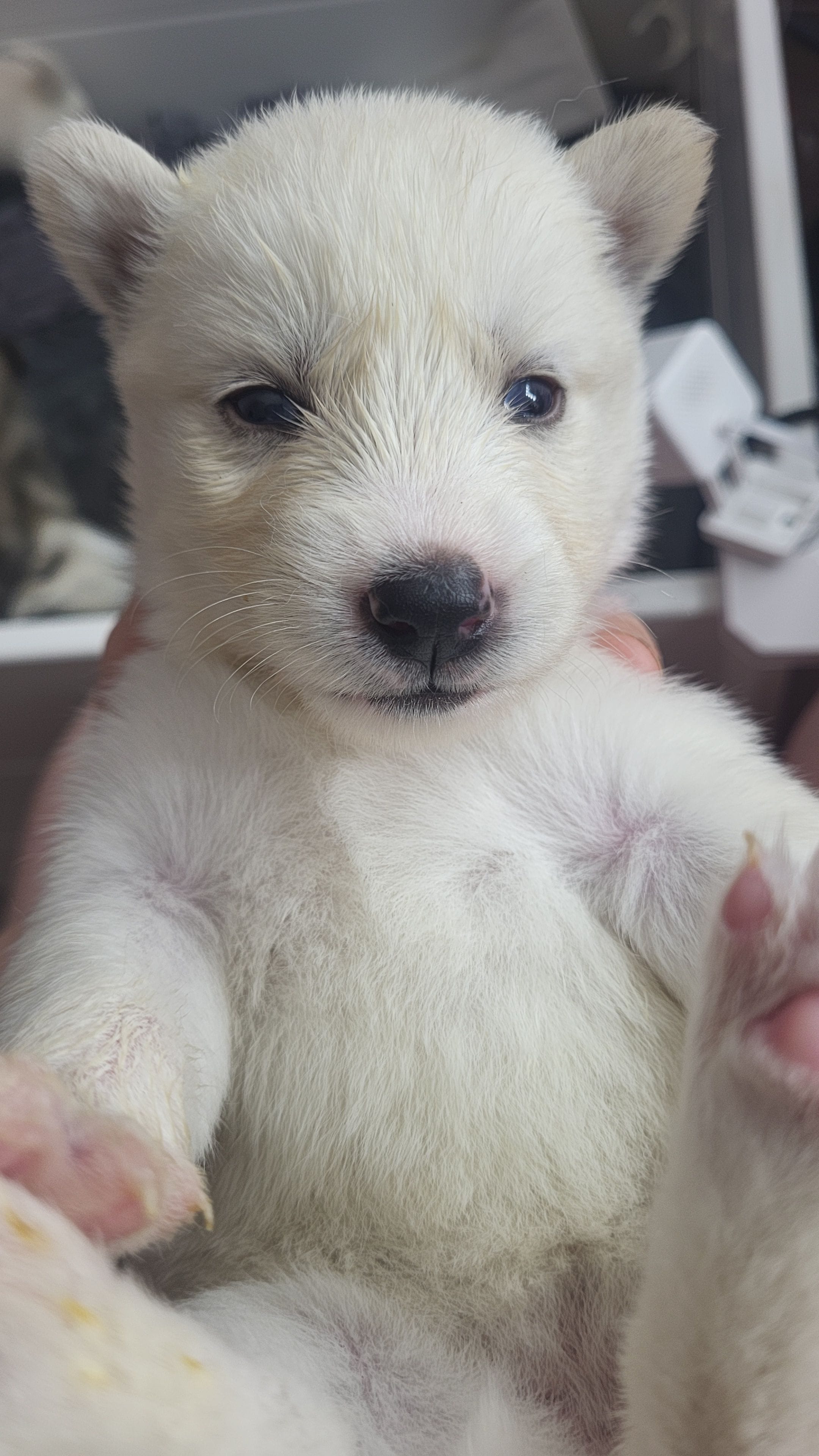 Winter, a female Siberian Husky for sale in Swansea, IL – Photo 5 of 6