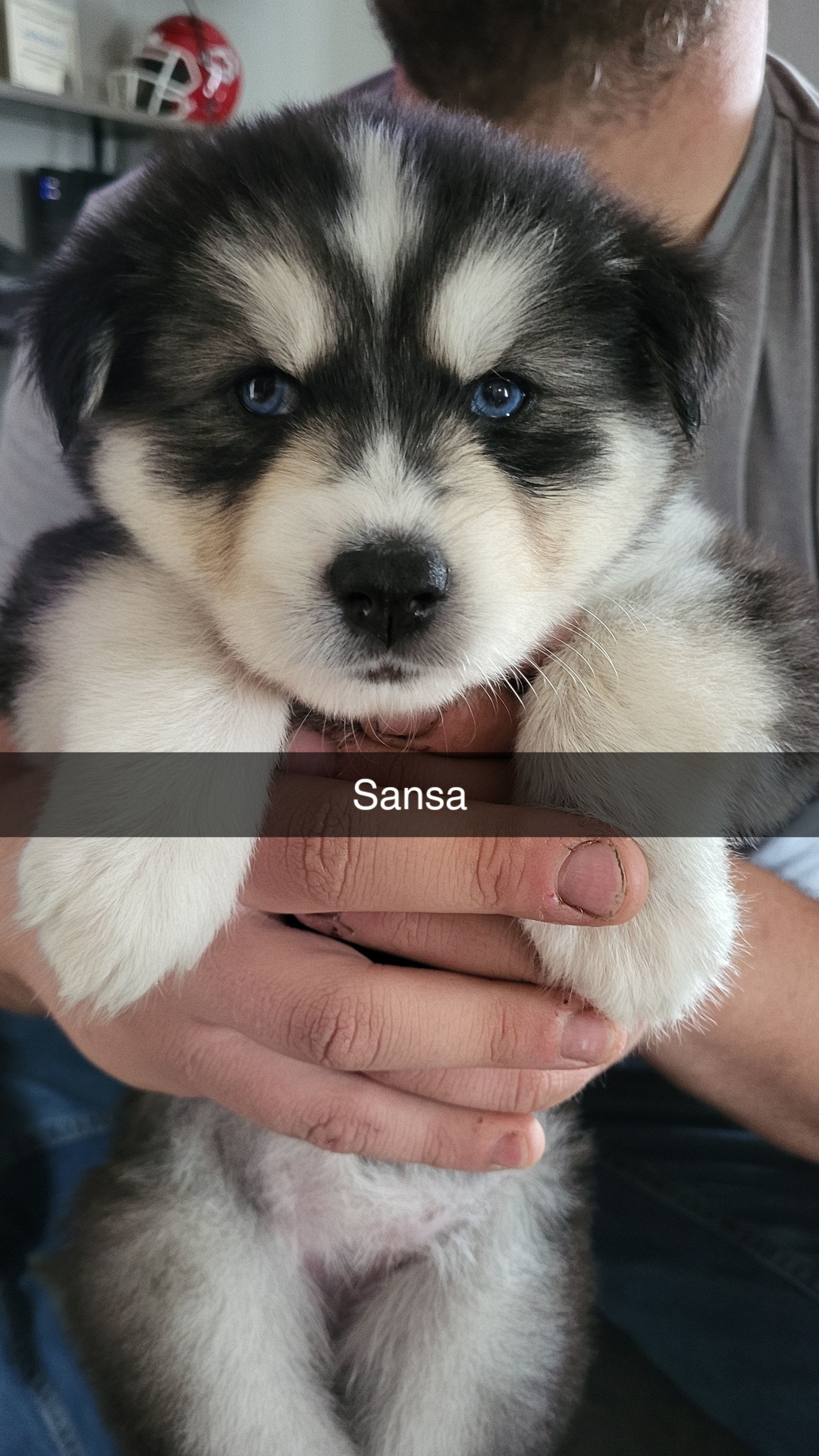 Sansa – Siberian Husky puppy for sale in Swansea, IL
