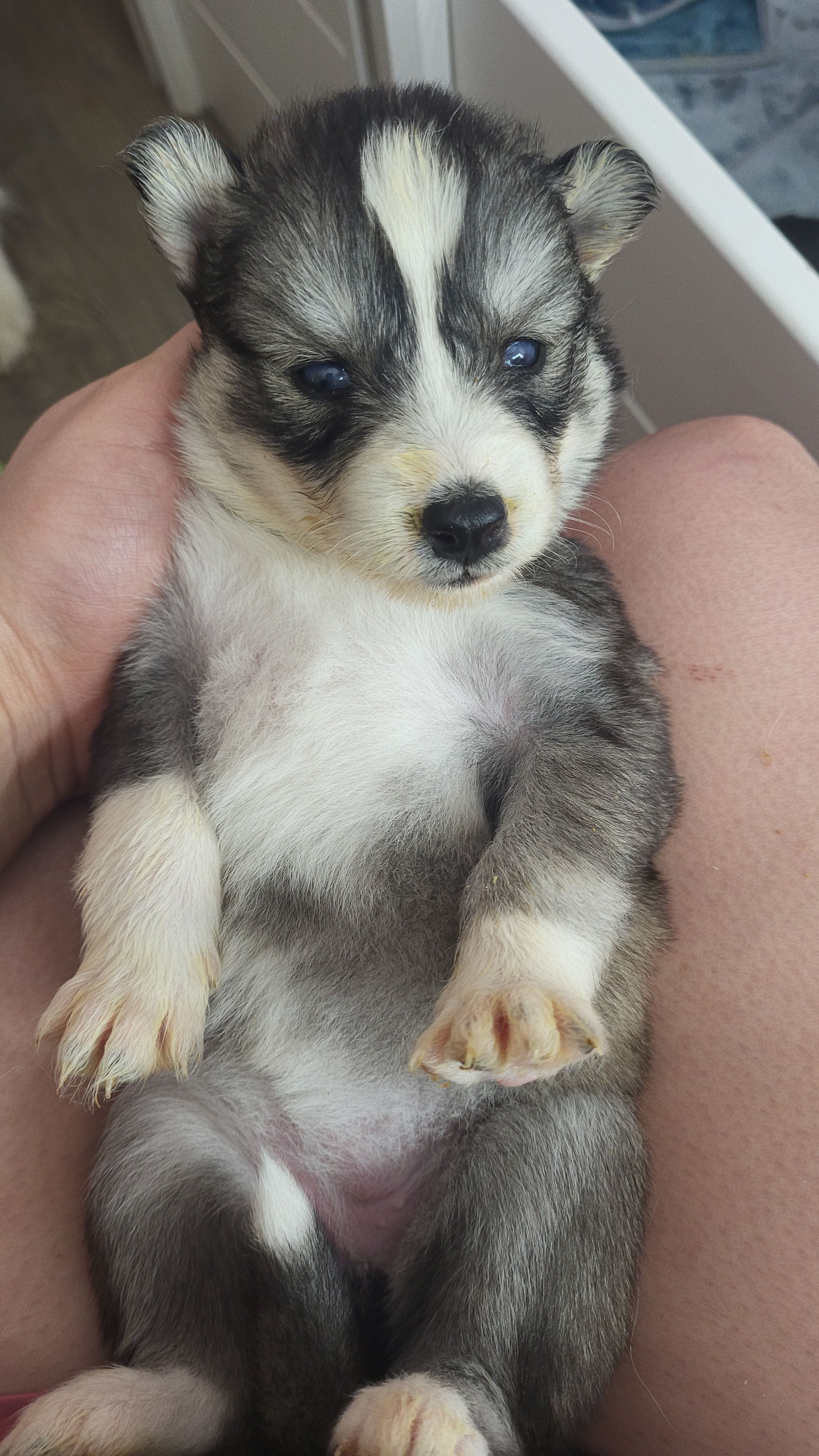 Jaime, a female Siberian Husky for sale in Swansea, IL – Photo 3 of 4