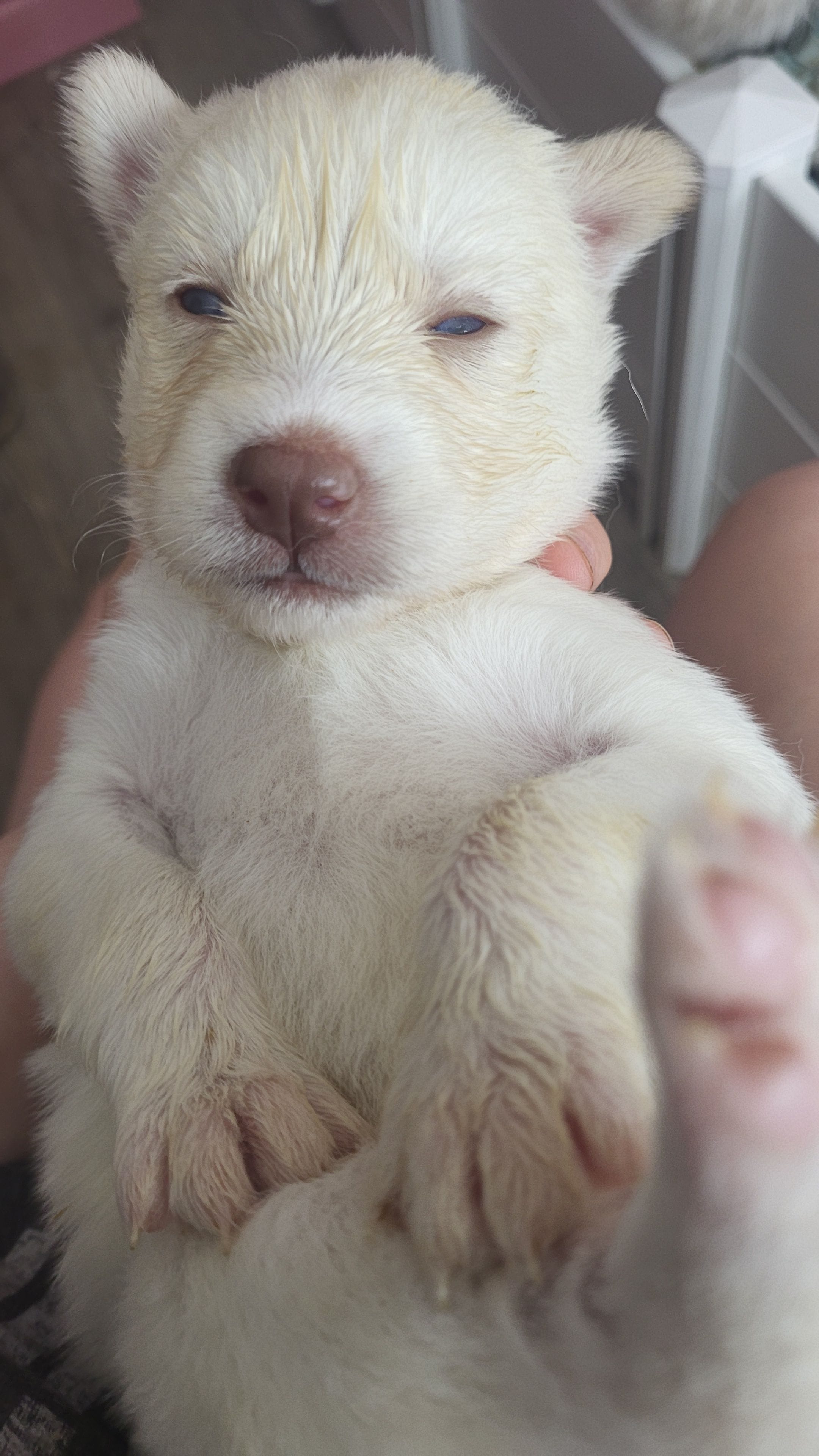 Daenerys, a female Siberian Husky for sale in Swansea, IL – Photo 2 of 5