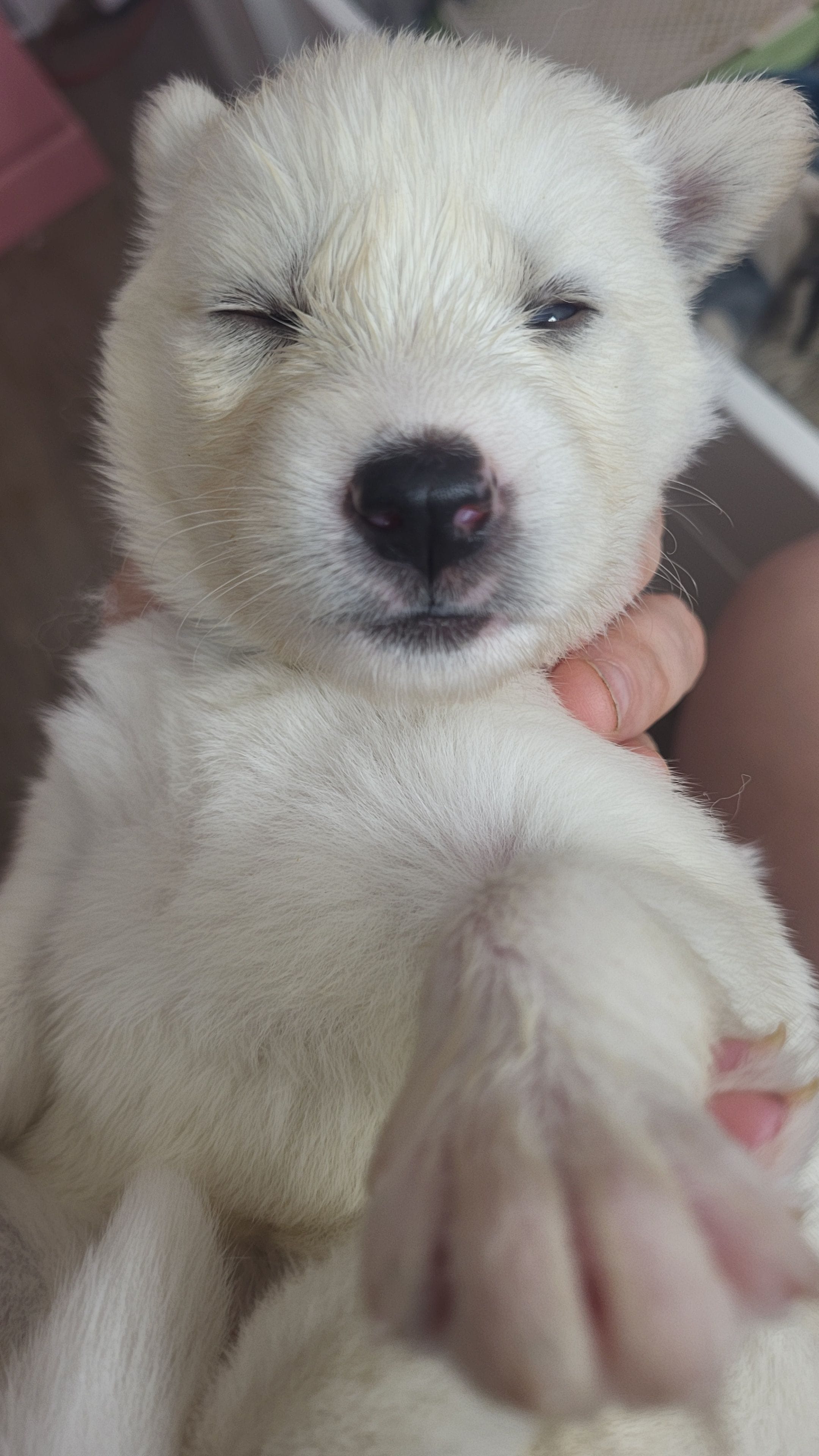 Winter, a female Siberian Husky for sale in Swansea, IL – Photo 4 of 6