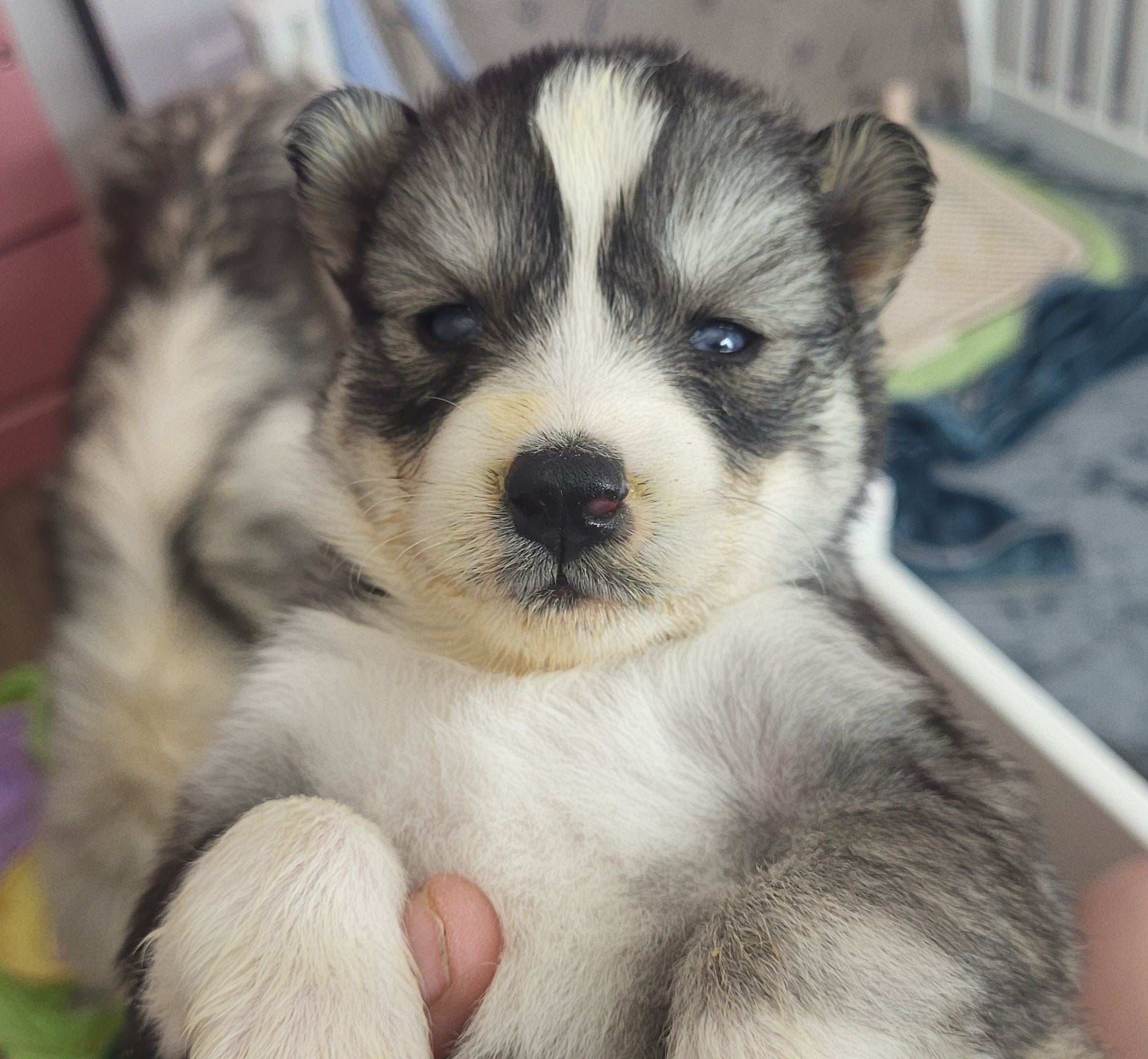 Jaime – Siberian Husky puppy for sale in Swansea, IL