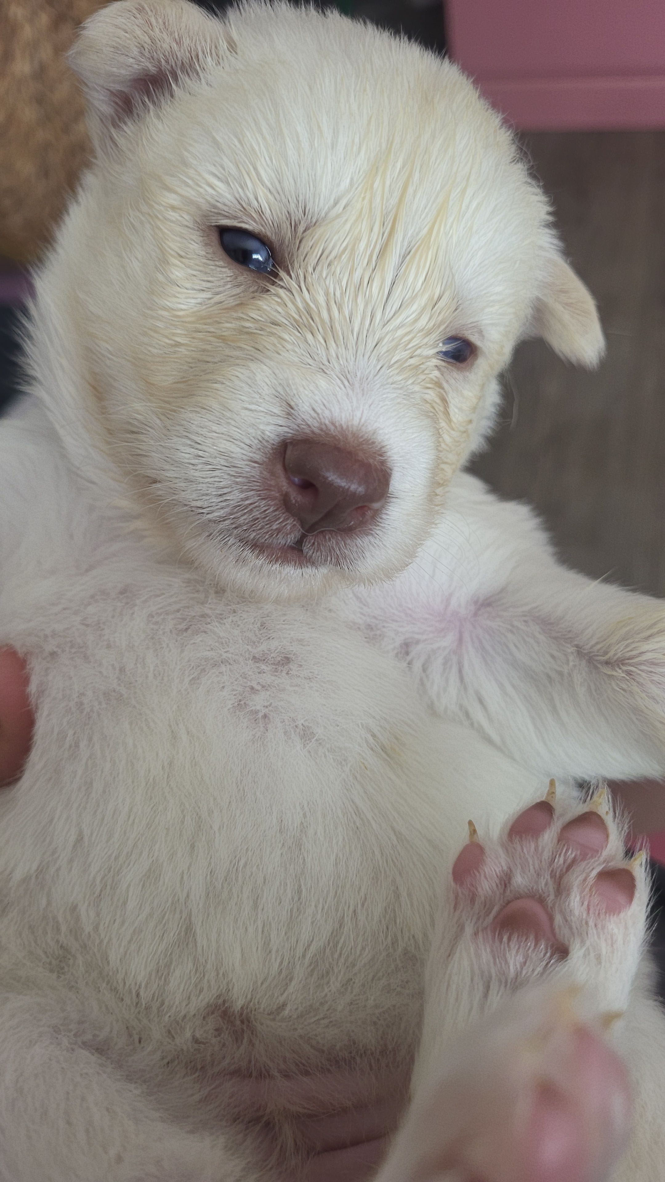 Daenerys, a female Siberian Husky for sale in Swansea, IL – Photo 4 of 5