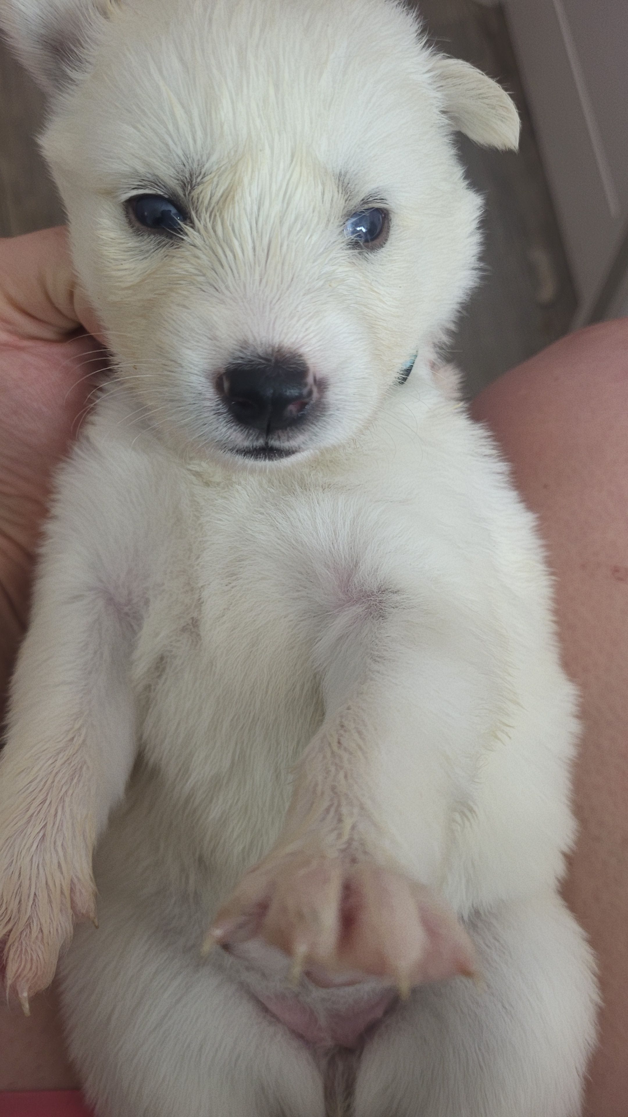 Winter – Siberian Husky puppy for sale in Swansea, IL