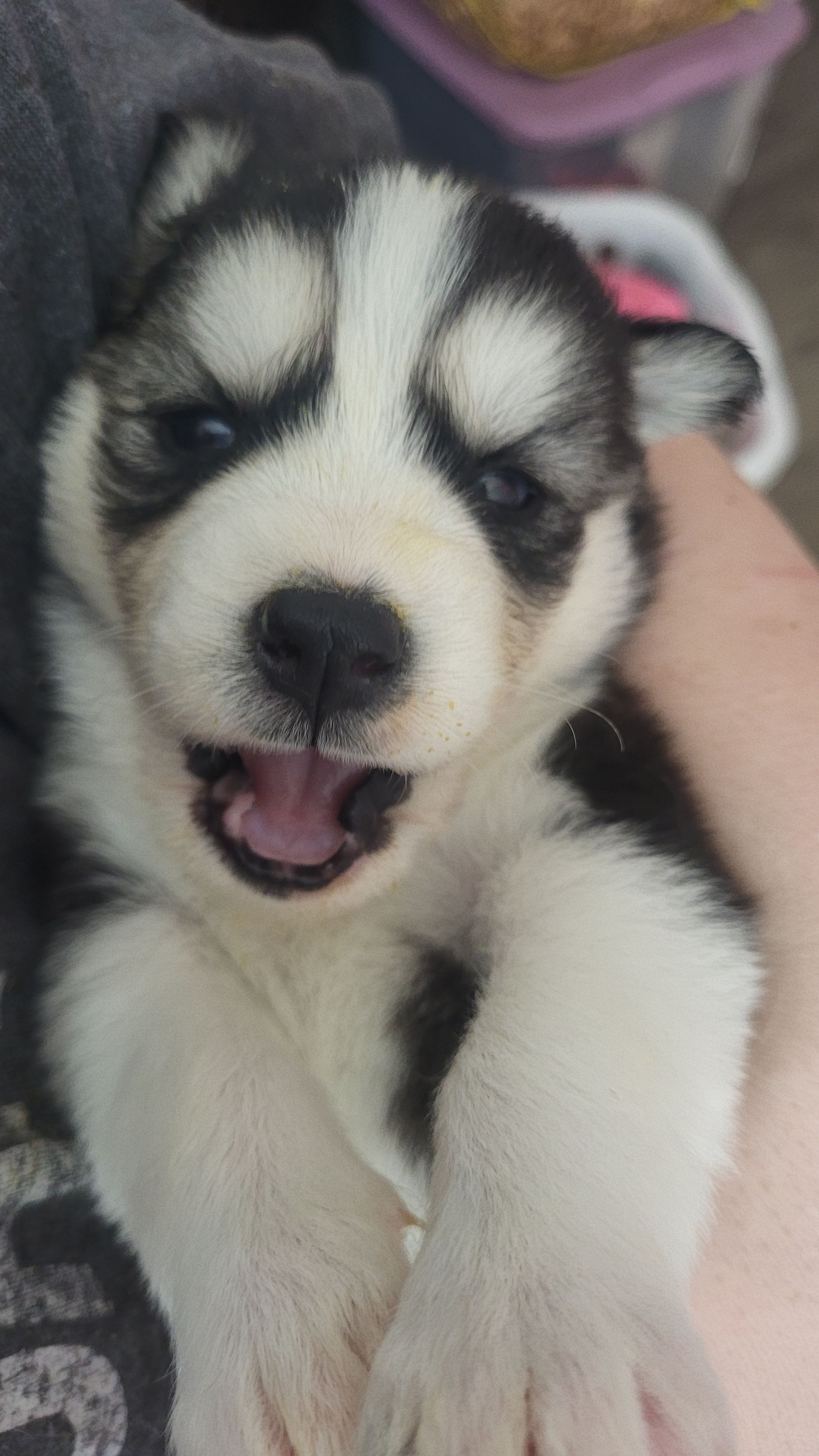 Arya, a female Siberian Husky for sale in Swansea, IL – Photo 3 of 5