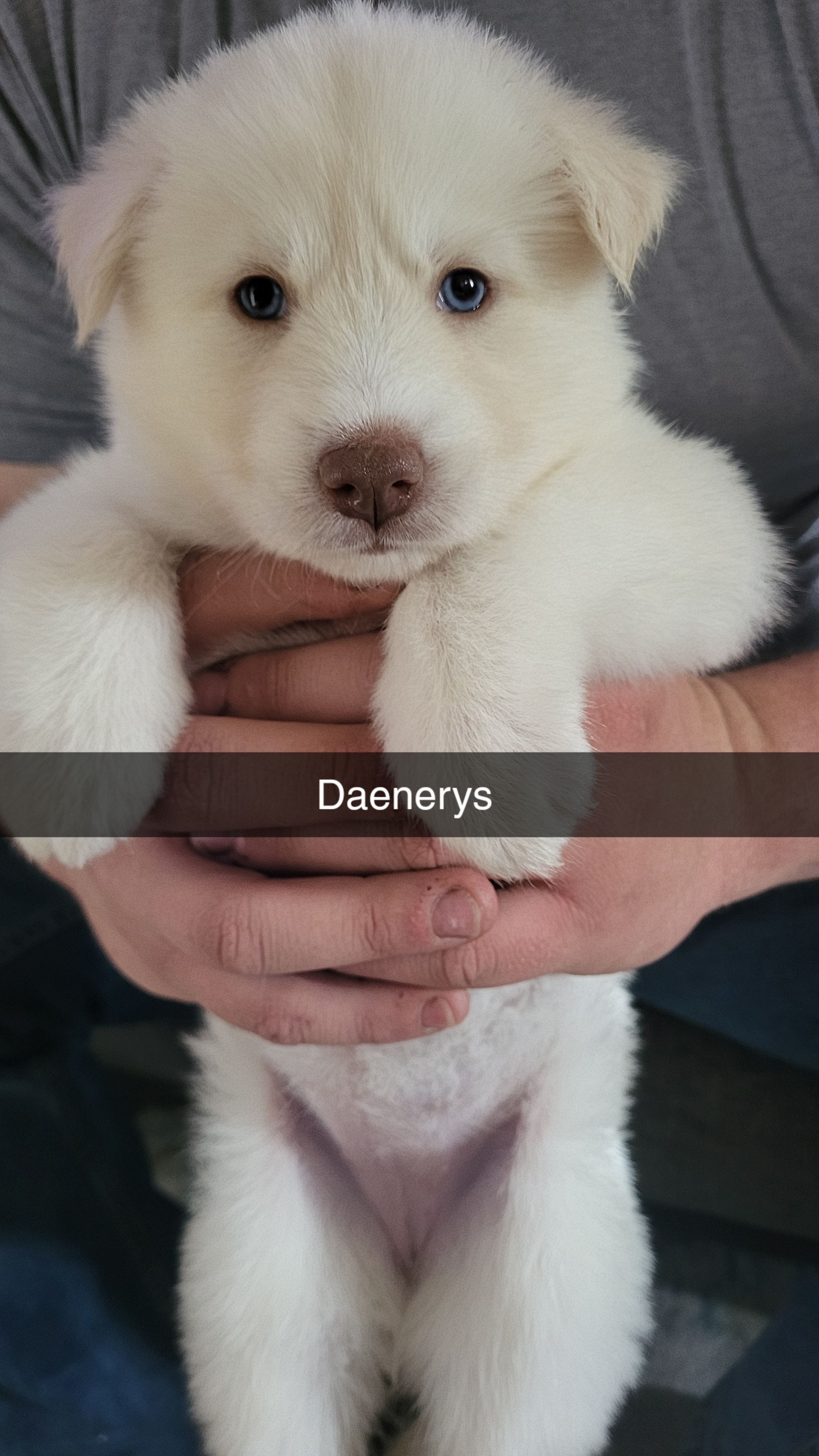 Daenerys – Siberian Husky puppy for sale in Swansea, IL