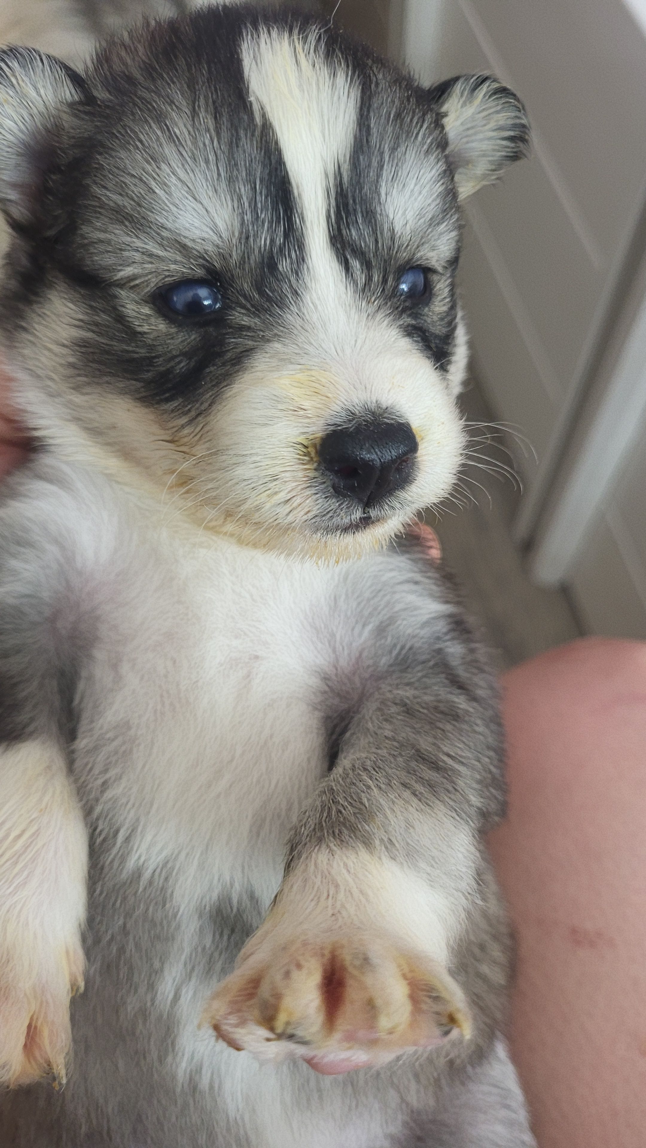 Jaime, a female Siberian Husky for sale in Swansea, IL – Photo 2 of 4