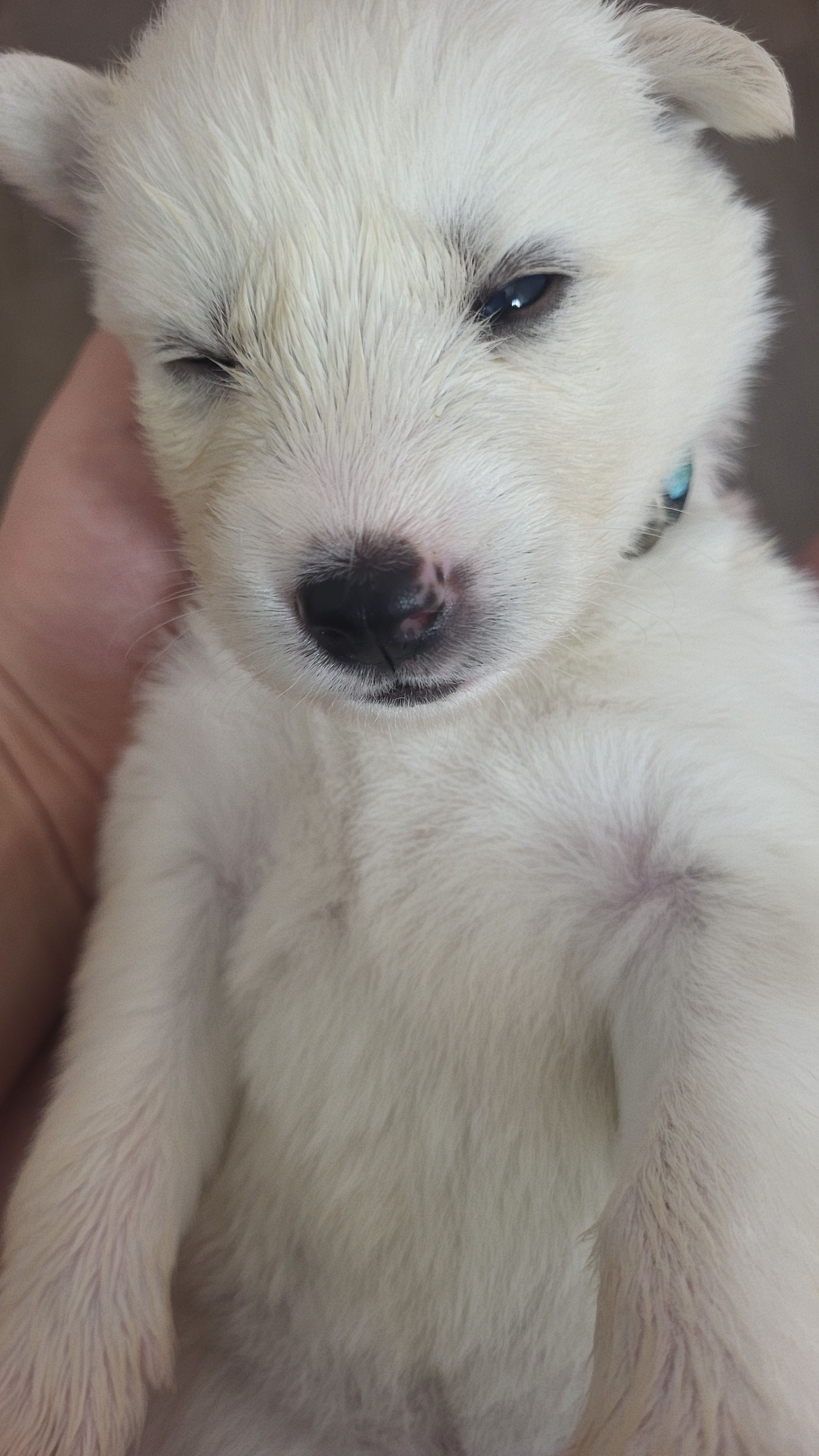 Winter, a female Siberian Husky for sale in Swansea, IL – Photo 2 of 6