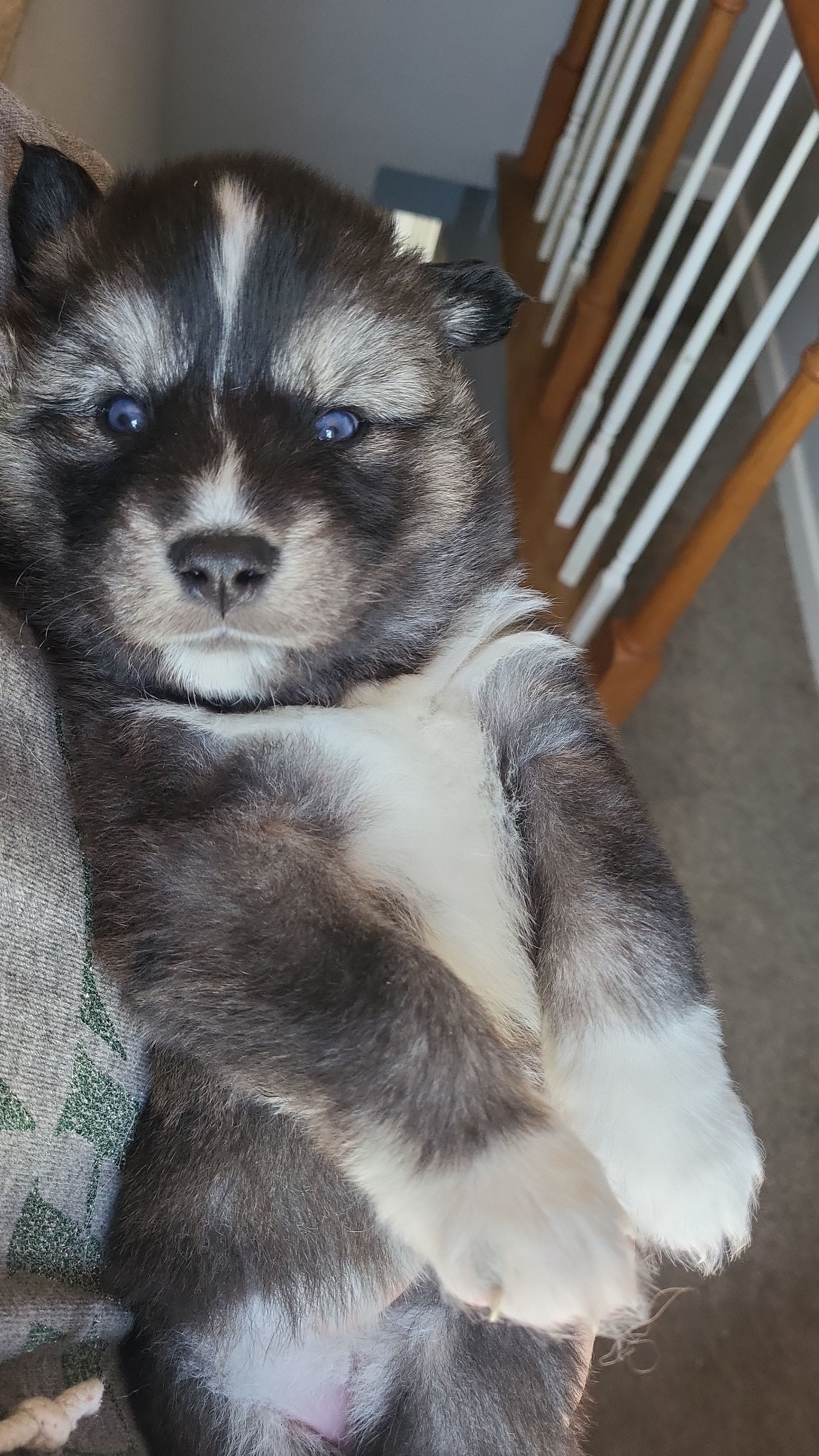 Clara – Siberian Husky puppy for sale in Swansea, IL