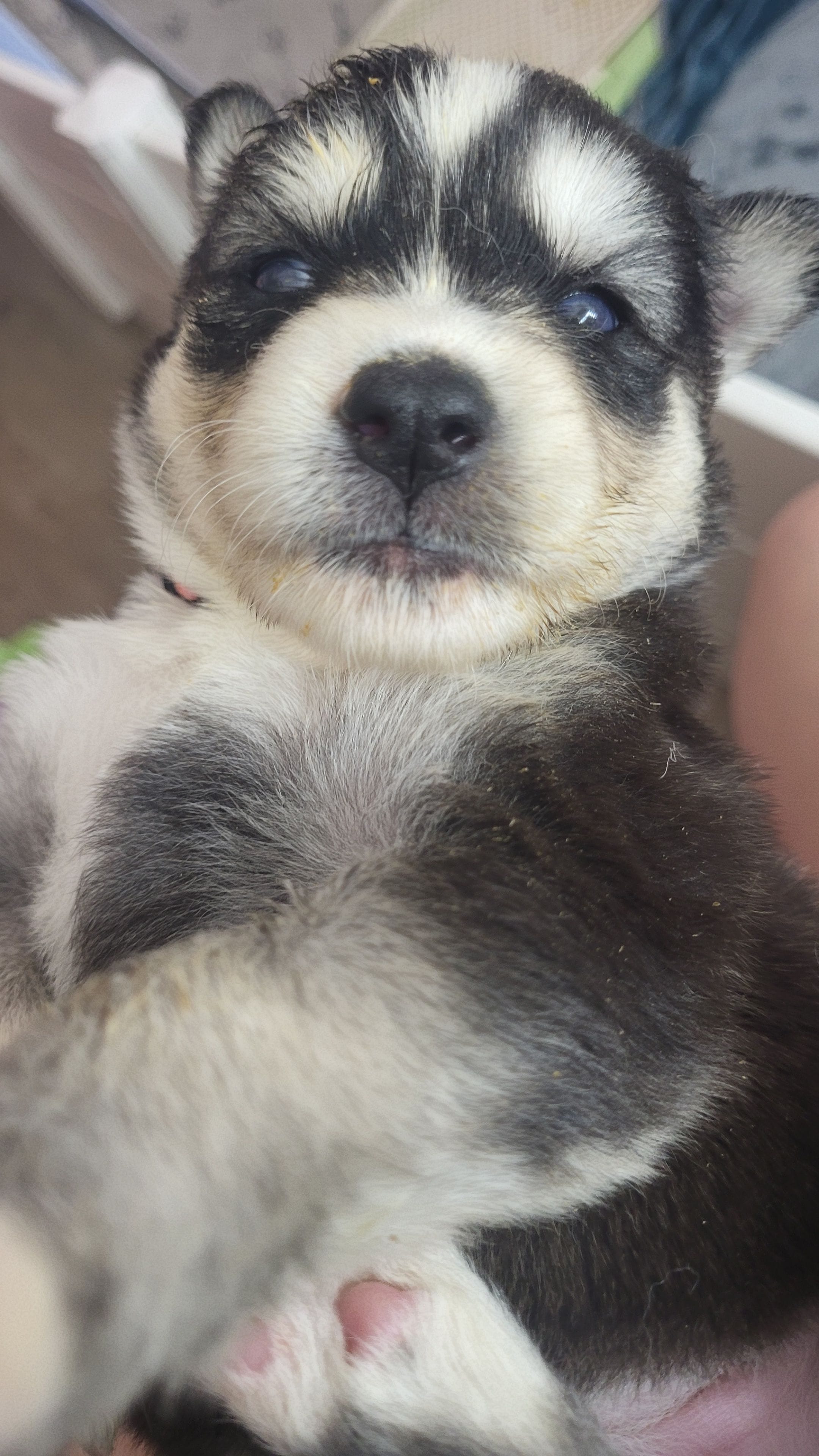 Sansa, a female Siberian Husky for sale in Swansea, IL – Photo 2 of 5