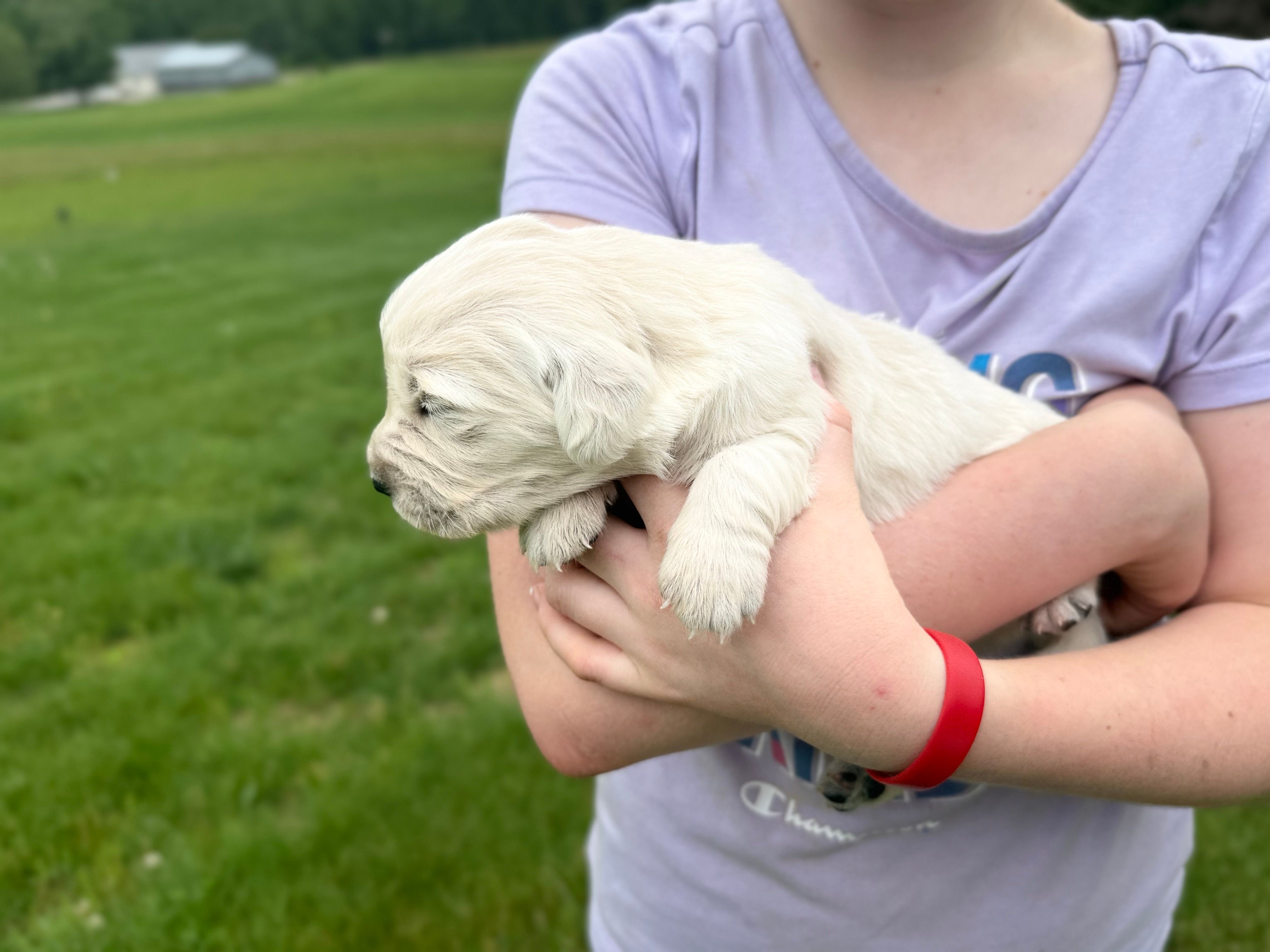 Opal – English Cream Golden Retriever puppy for sale in Bloomington, IN