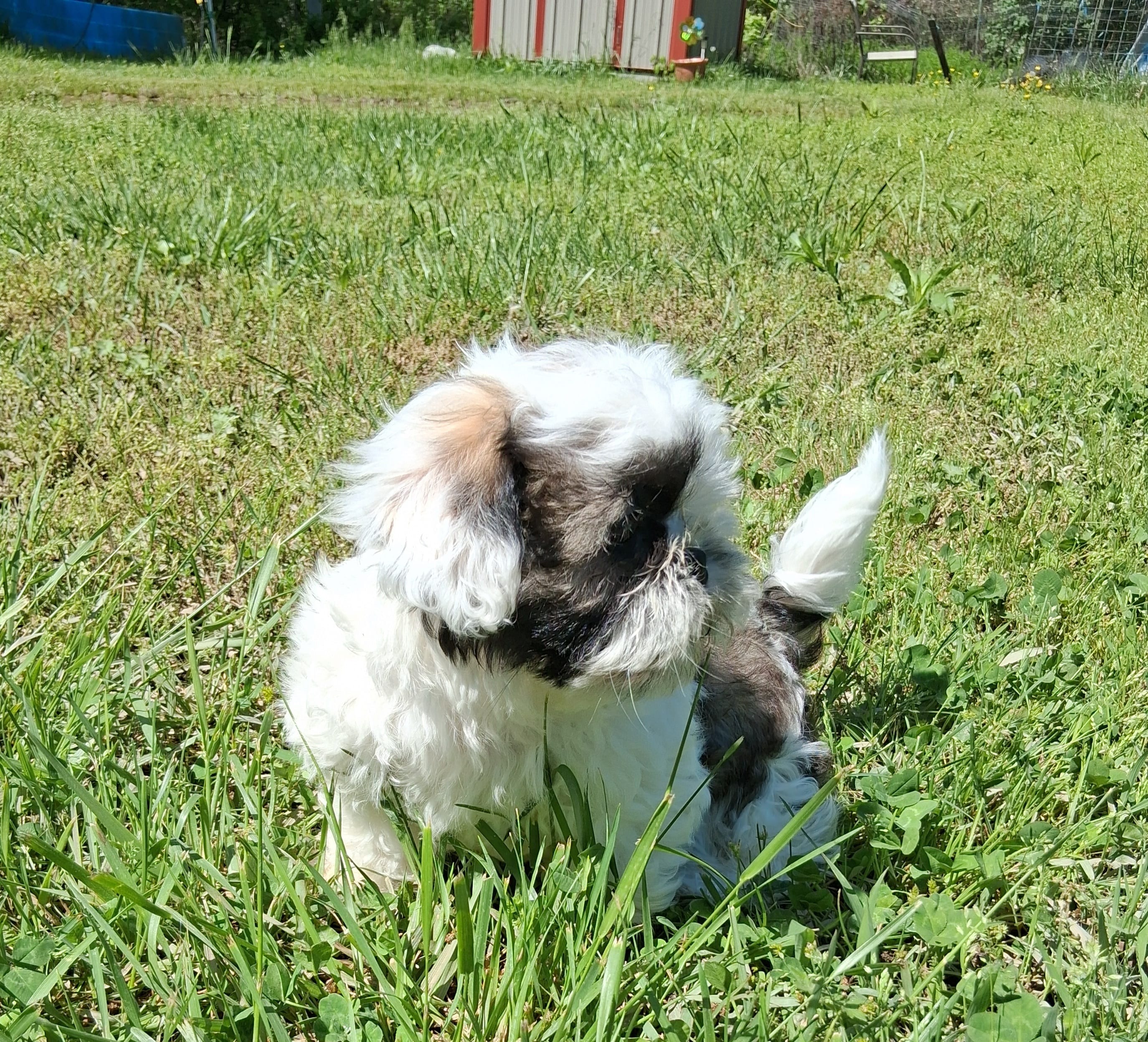 Gallagher  – Shih Tzu puppy for sale in Ava, MO