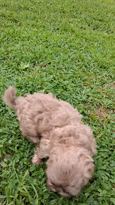 Waldo, a male Shih Tzu for sale in Ava, MO – 4 of 5