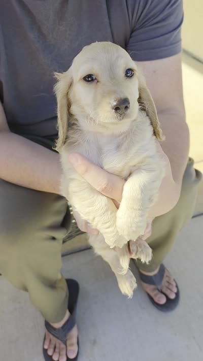 Robin, a male Miniature Dachshund for sale in Rancho Cordova, CA – 2 of 5