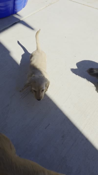 Robin, a male Miniature Dachshund for sale in Rancho Cordova, CA – 4 of 5