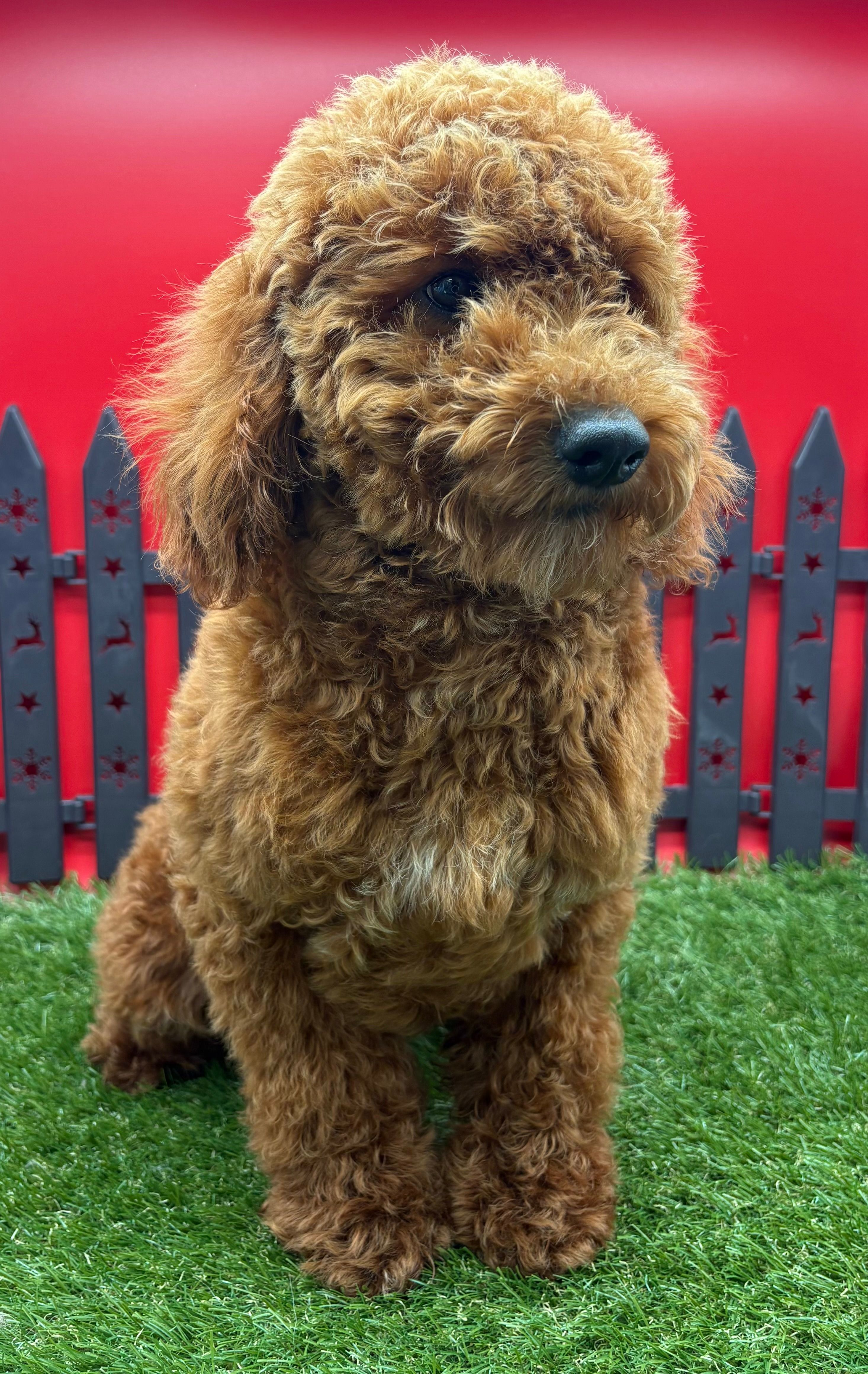 AKC Milo – Poodle - Toy  puppy for sale in New Paris, IN