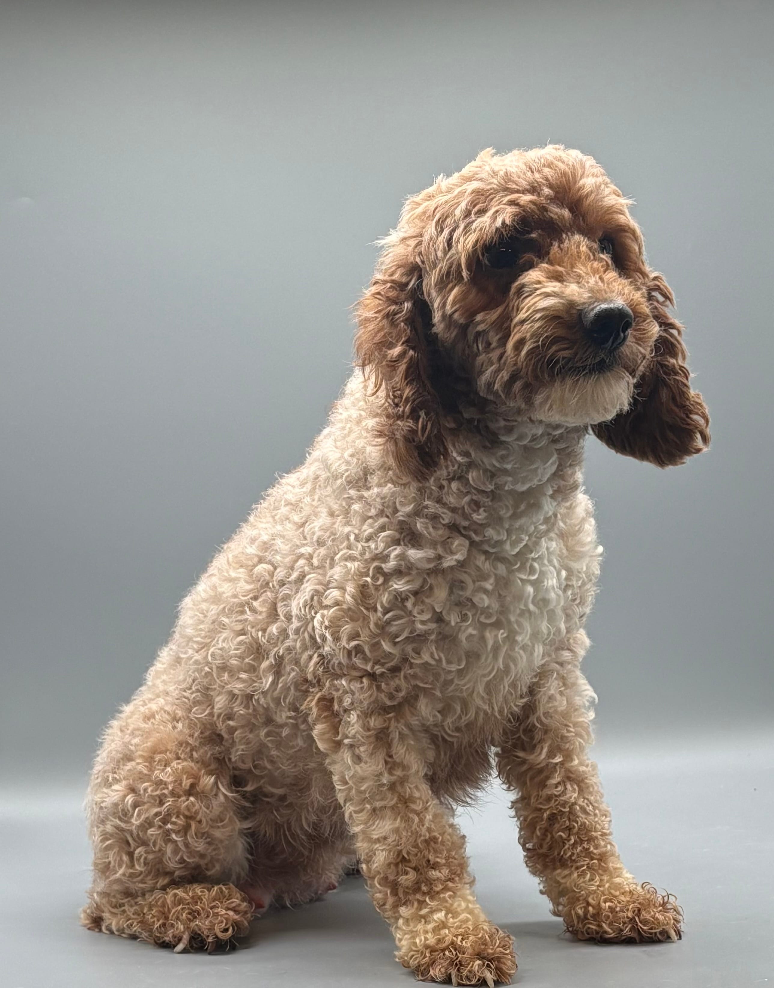 AKC – Poodle - Toy  puppy for sale in New Paris, IN
