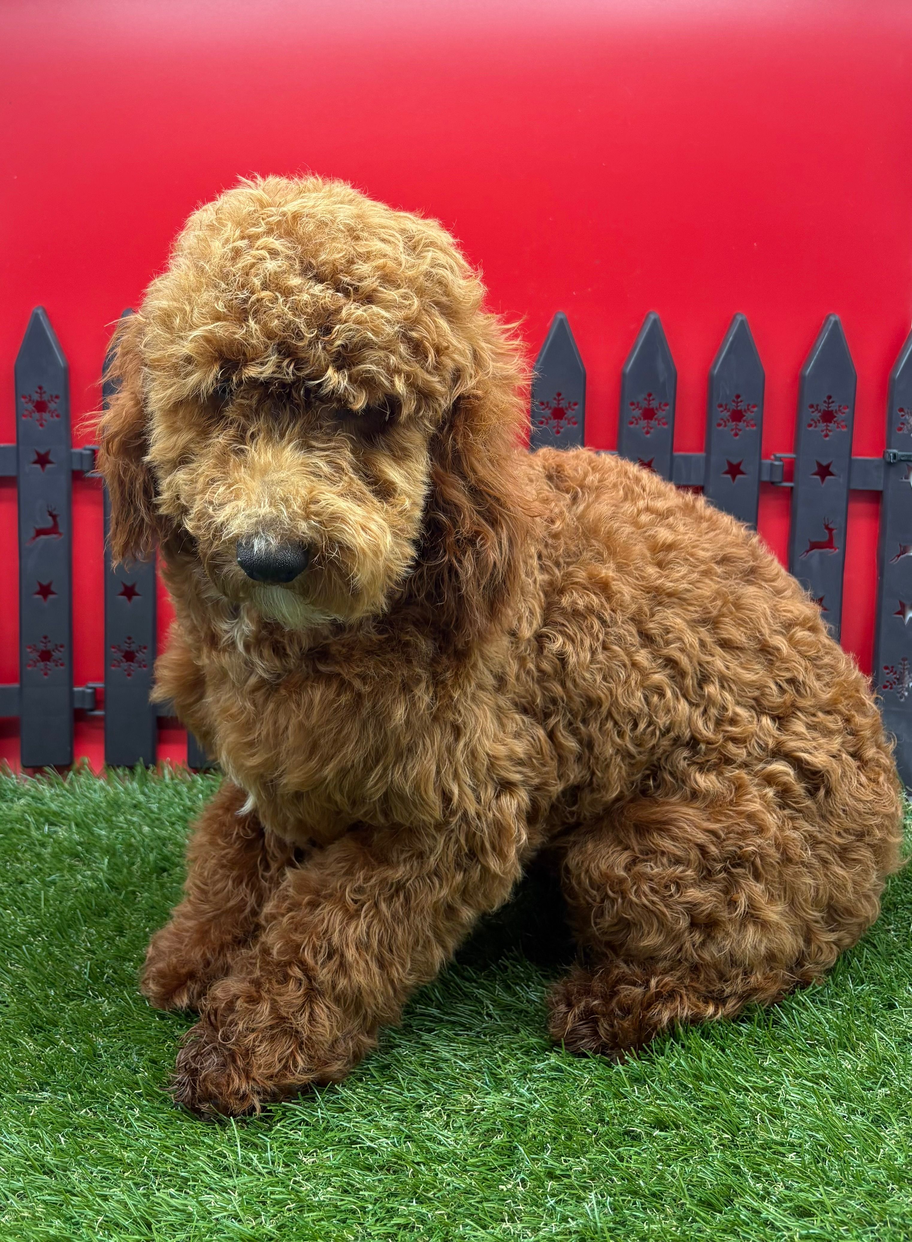 AKC Max – Poodle - Toy  puppy for sale in New Paris, IN