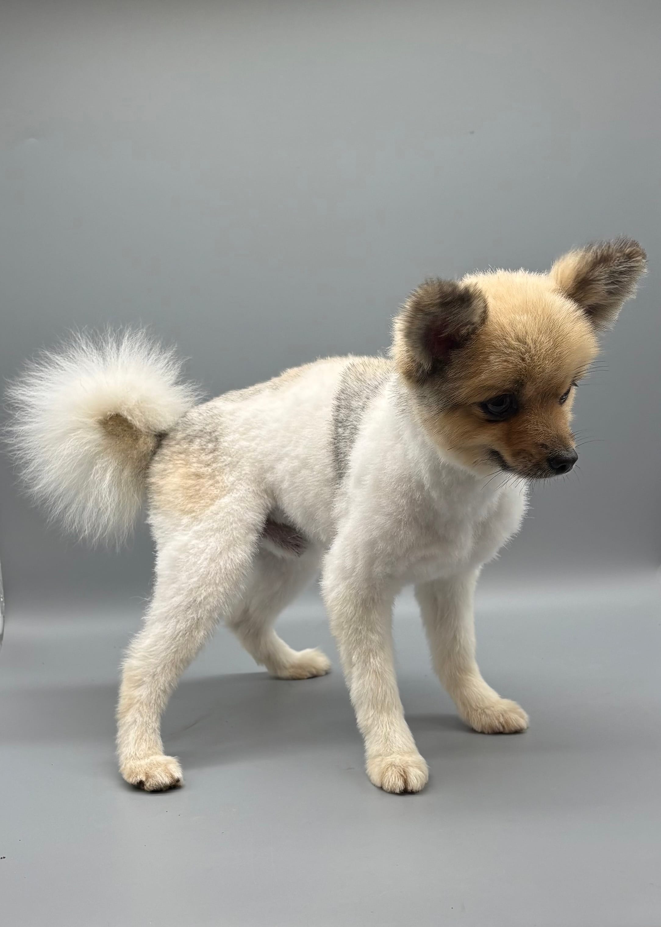 AKC Paco – Pomeranian puppy for sale in New Paris, IN