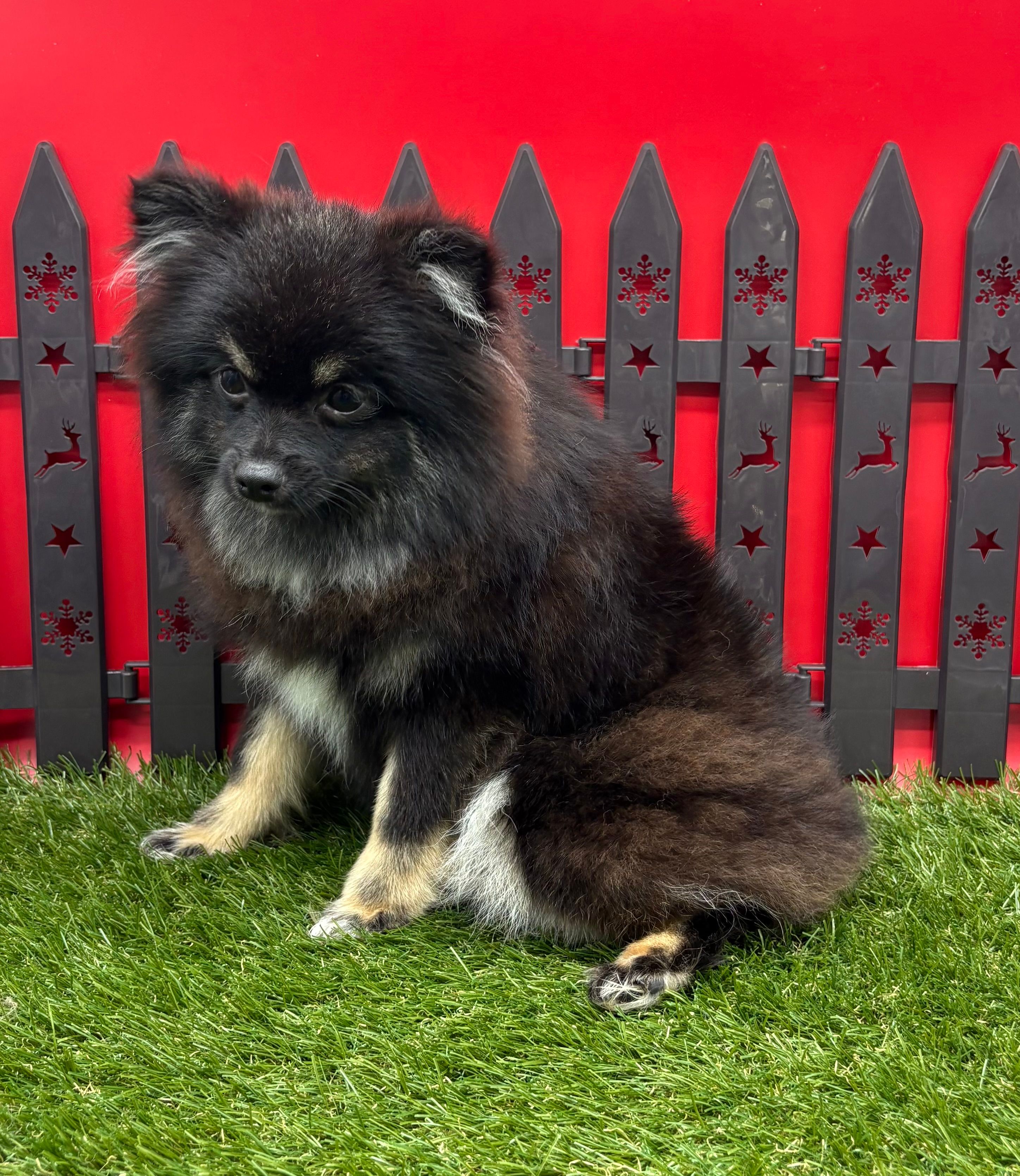 AKC Rylee – Pomeranian puppy for sale in New Paris, IN