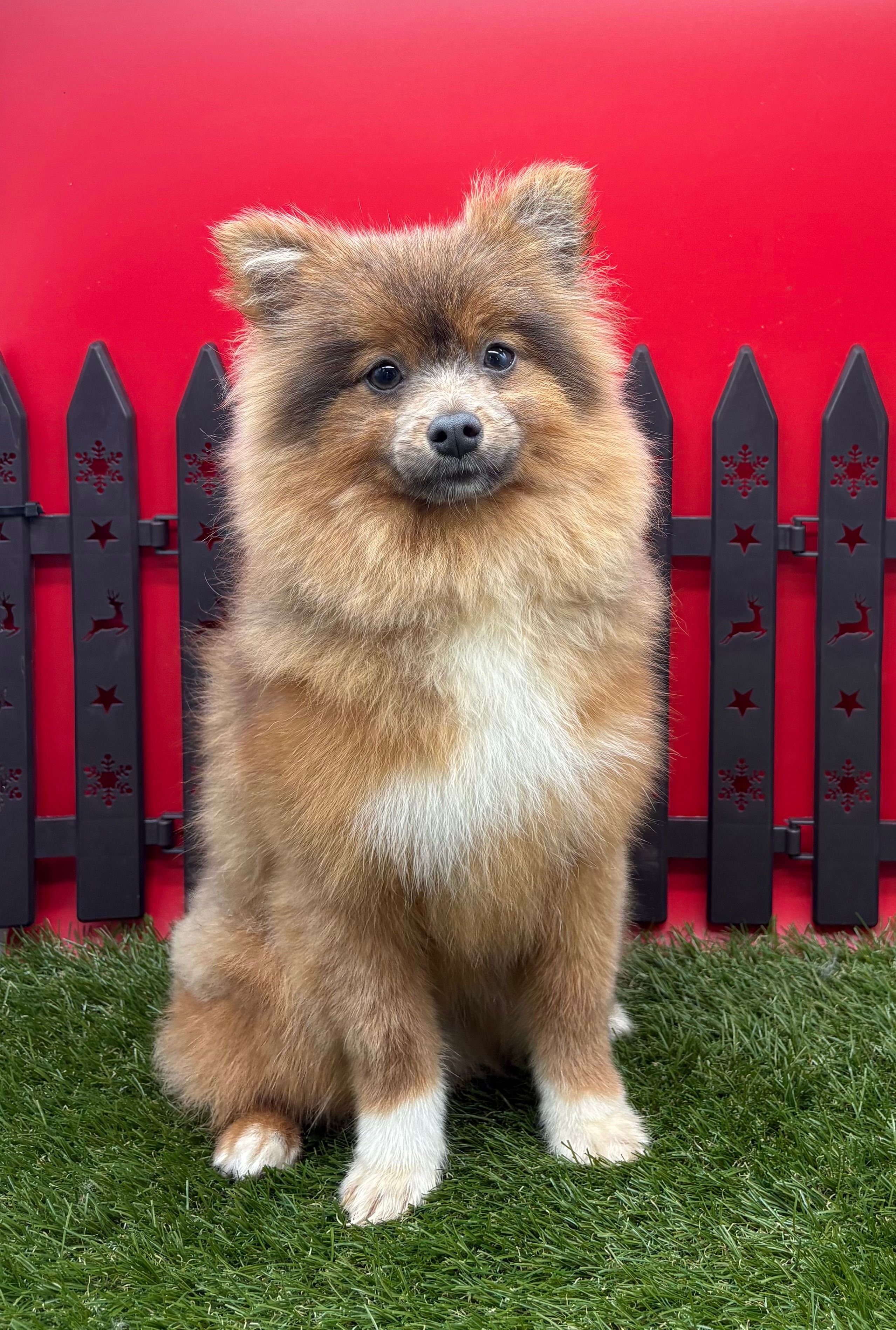 AKC River – Pomeranian puppy for sale in New Paris, IN