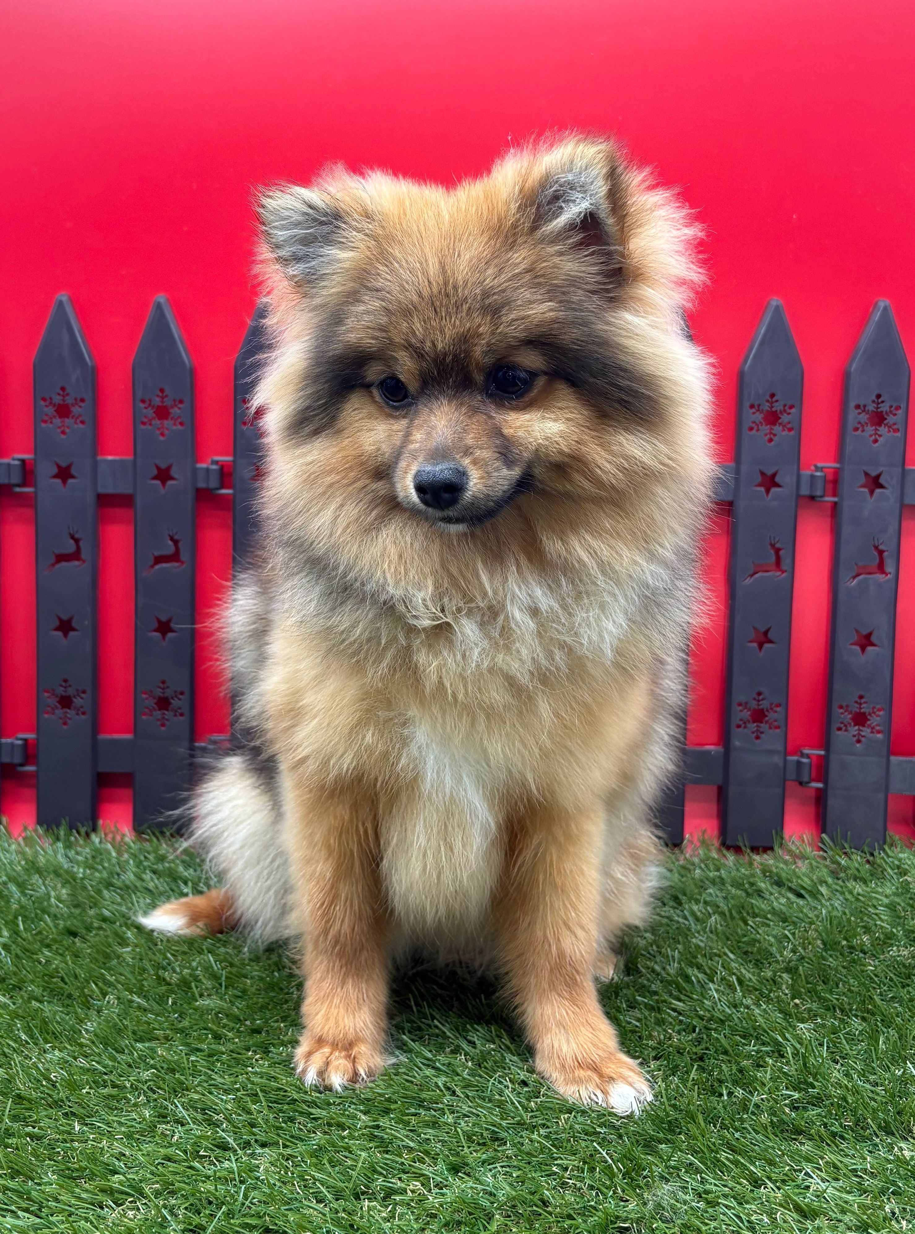 AKC Rosie – Pomeranian puppy for sale in New Paris, IN