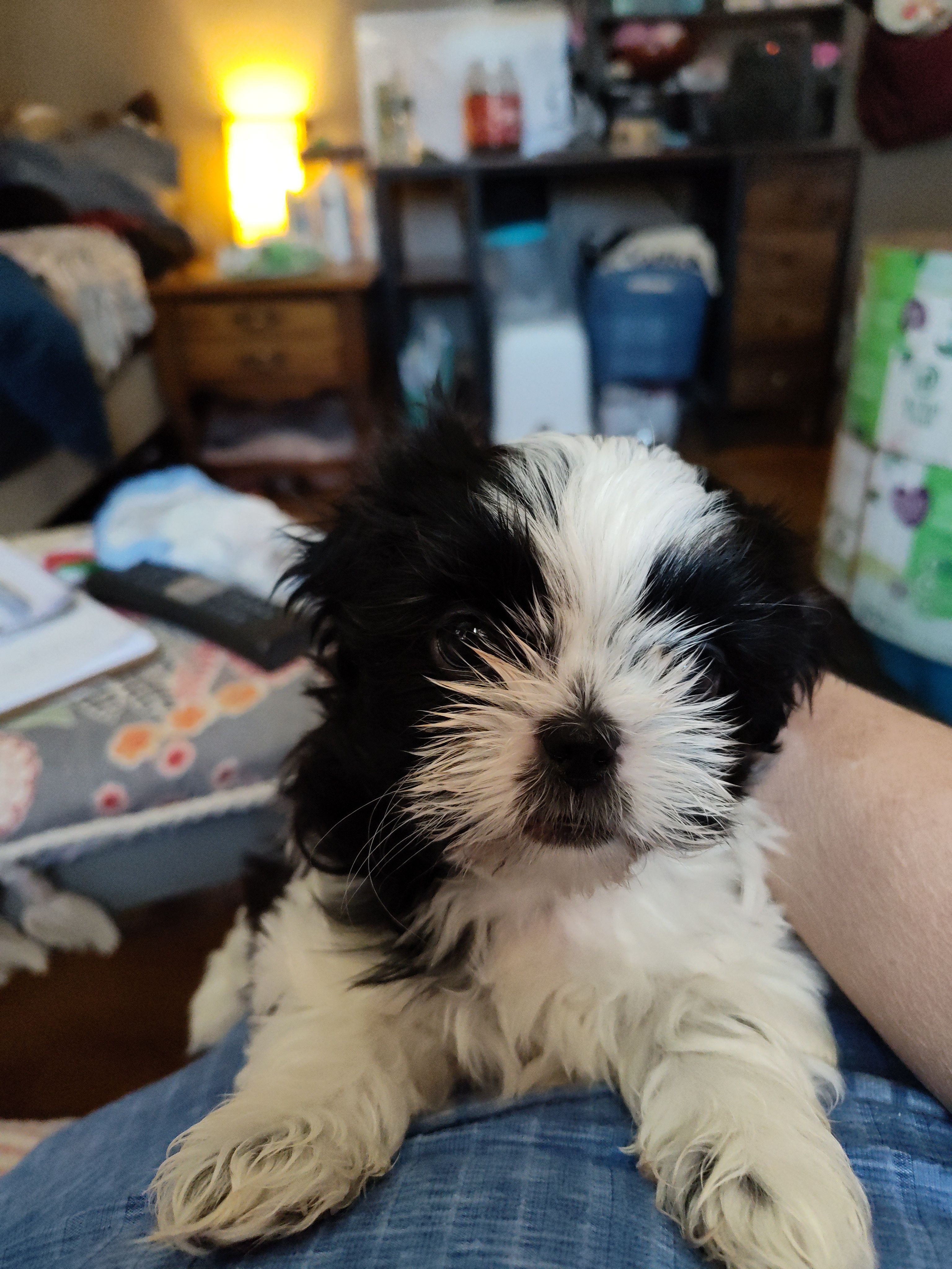 Sweet pea – Shih Tzu puppy for sale in Pawtucket, RI