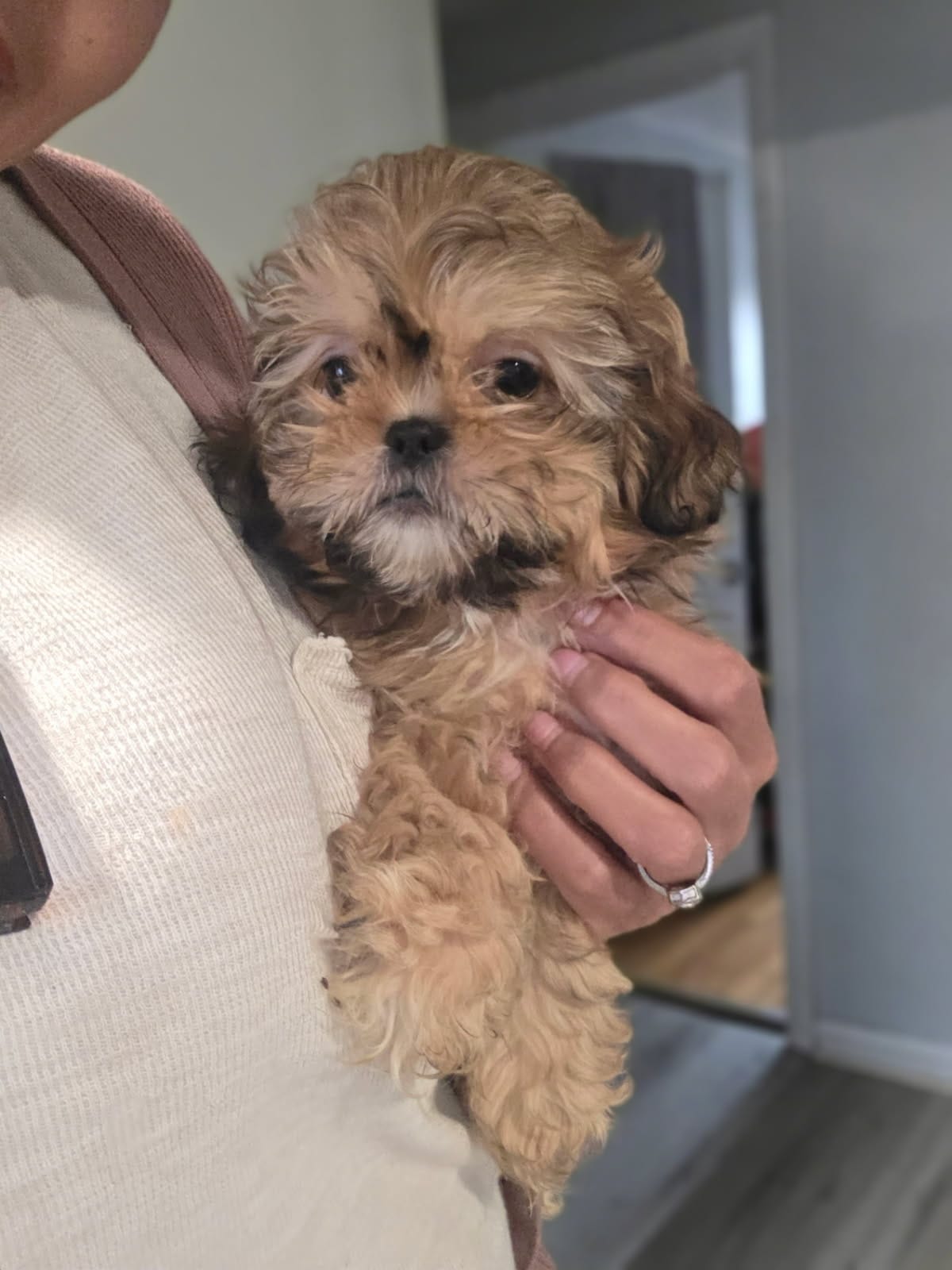 Golden  – Shih Tzu puppy for sale in Pawtucket, RI