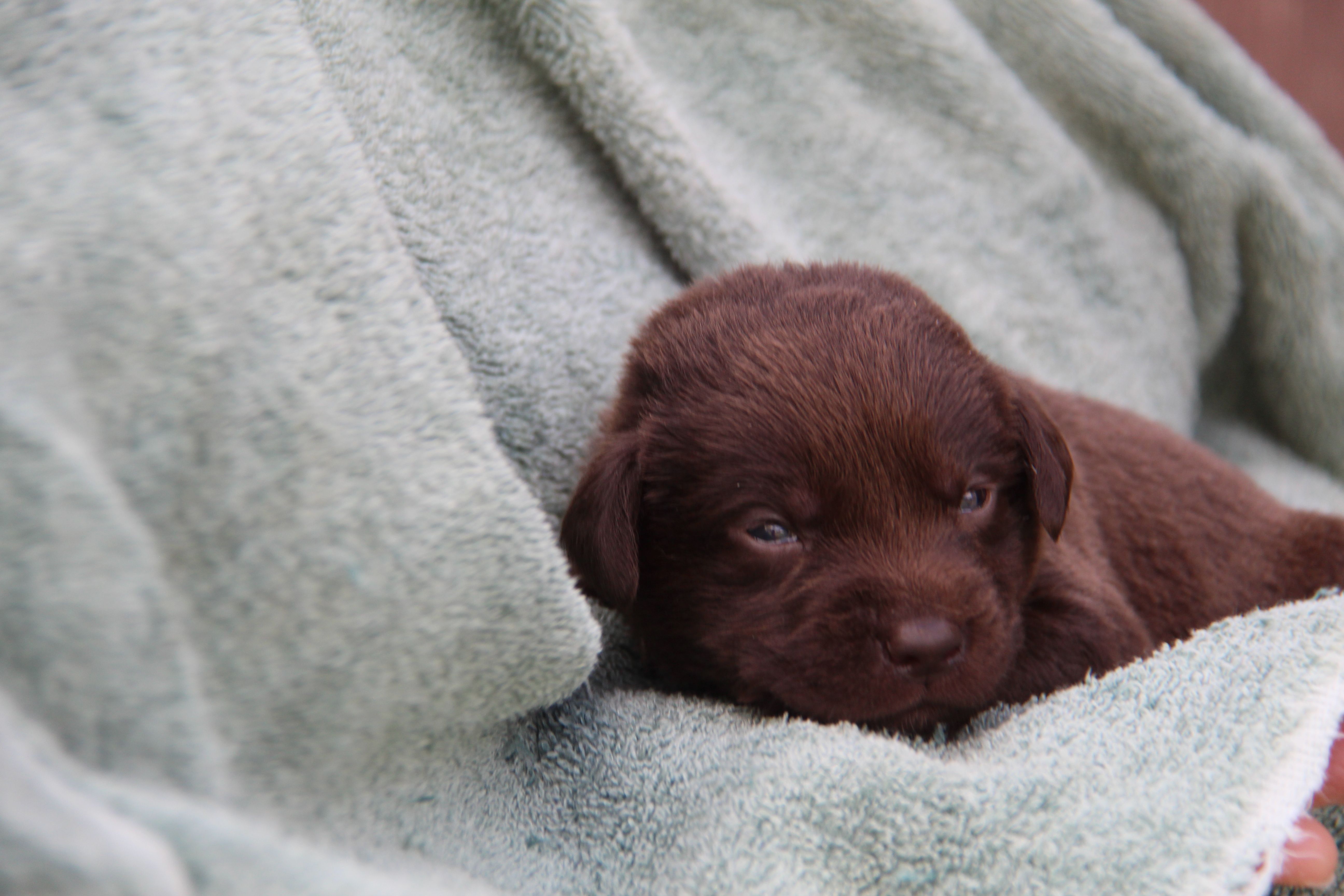 Harley – Labrador Retriever puppy on hold in Hyde Park, VT
