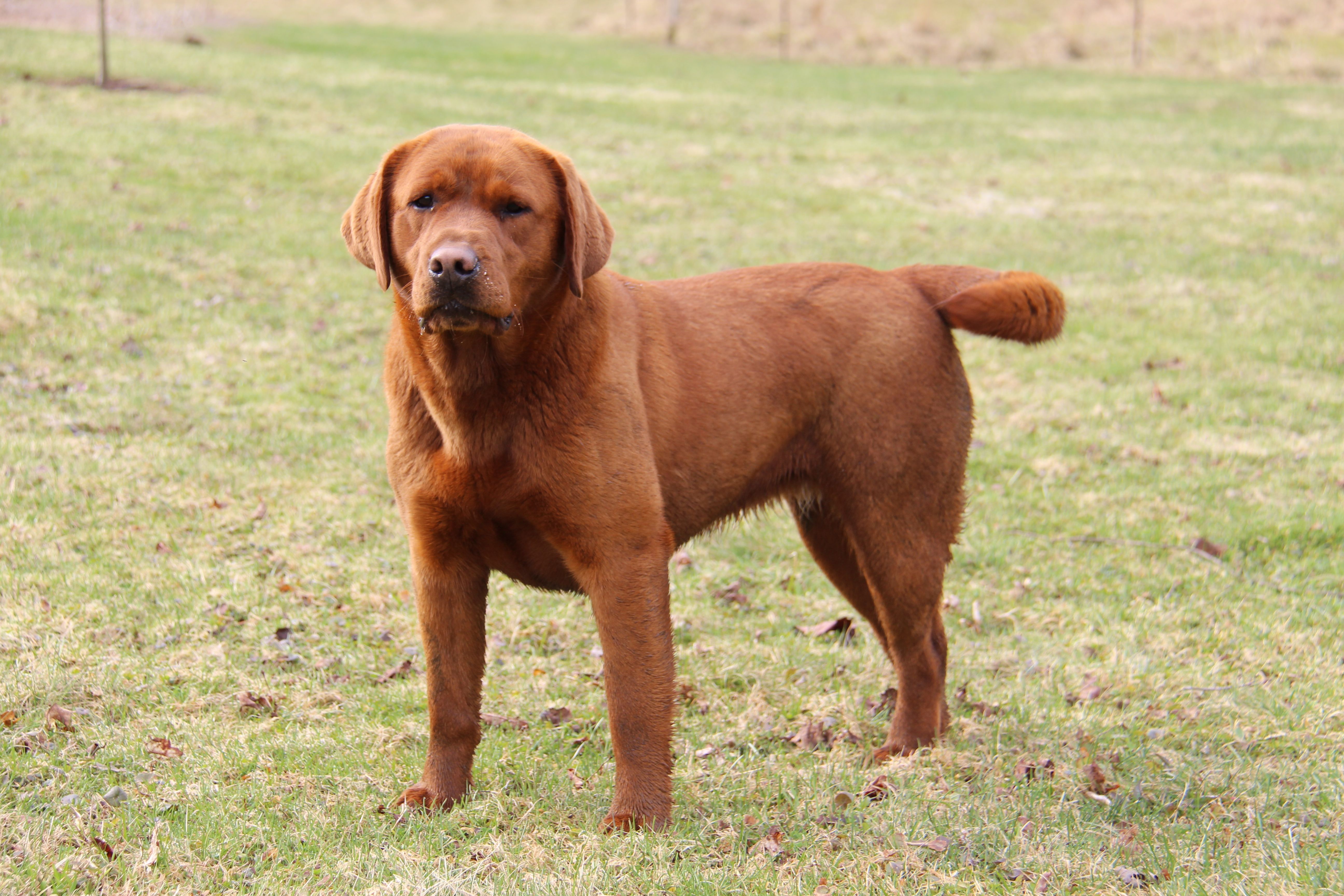 Quinta – Labrador Retriever puppy for sale in Hyde Park, VT