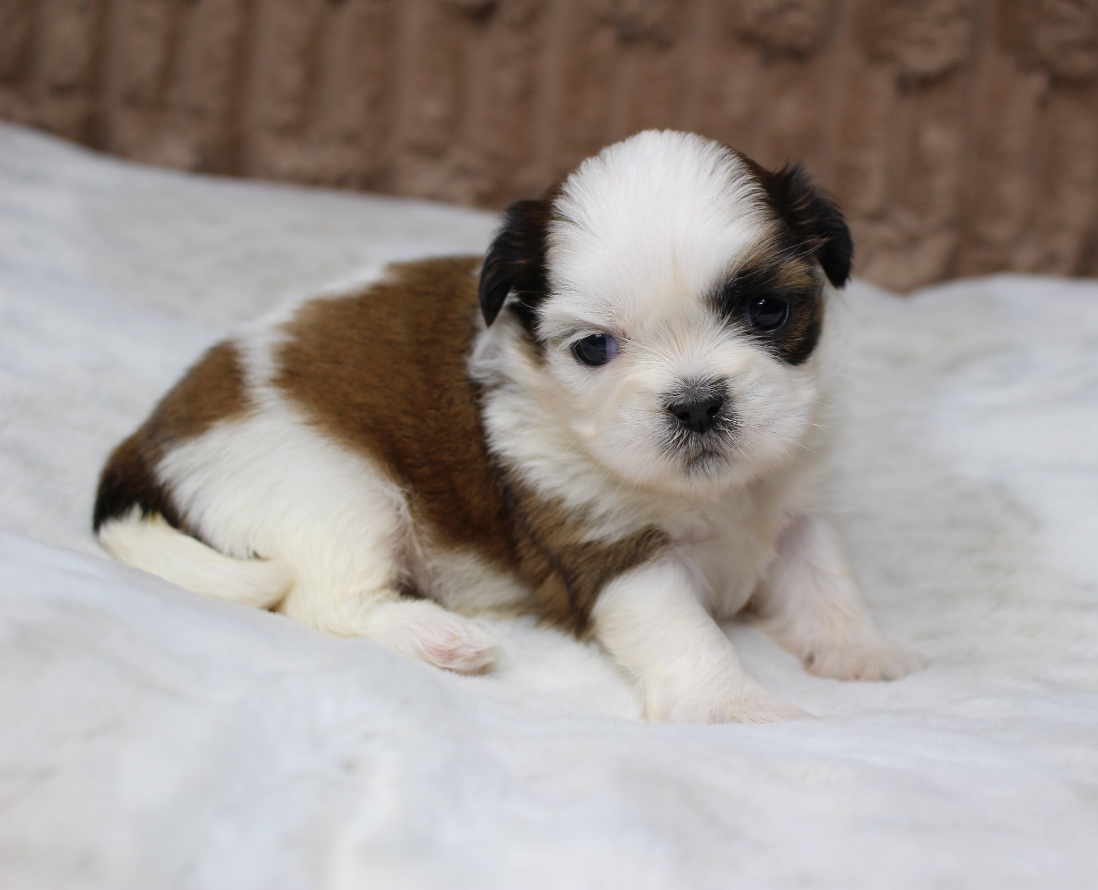 Sophie – Shih Tzu puppy for sale in Grovespring, MO