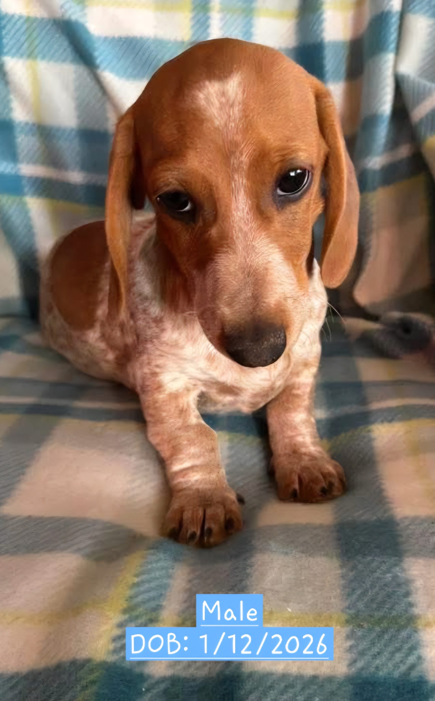 Black - Naddie Boy Pie Bald with Ticking  – Miniature Dachshund puppy for sale in Morrill, NE