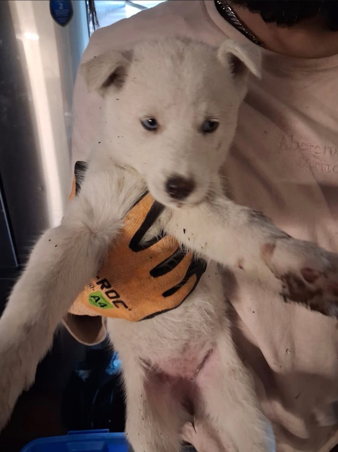 Girl puppy 2 – Siberian Husky puppy for sale in Springfield, MA