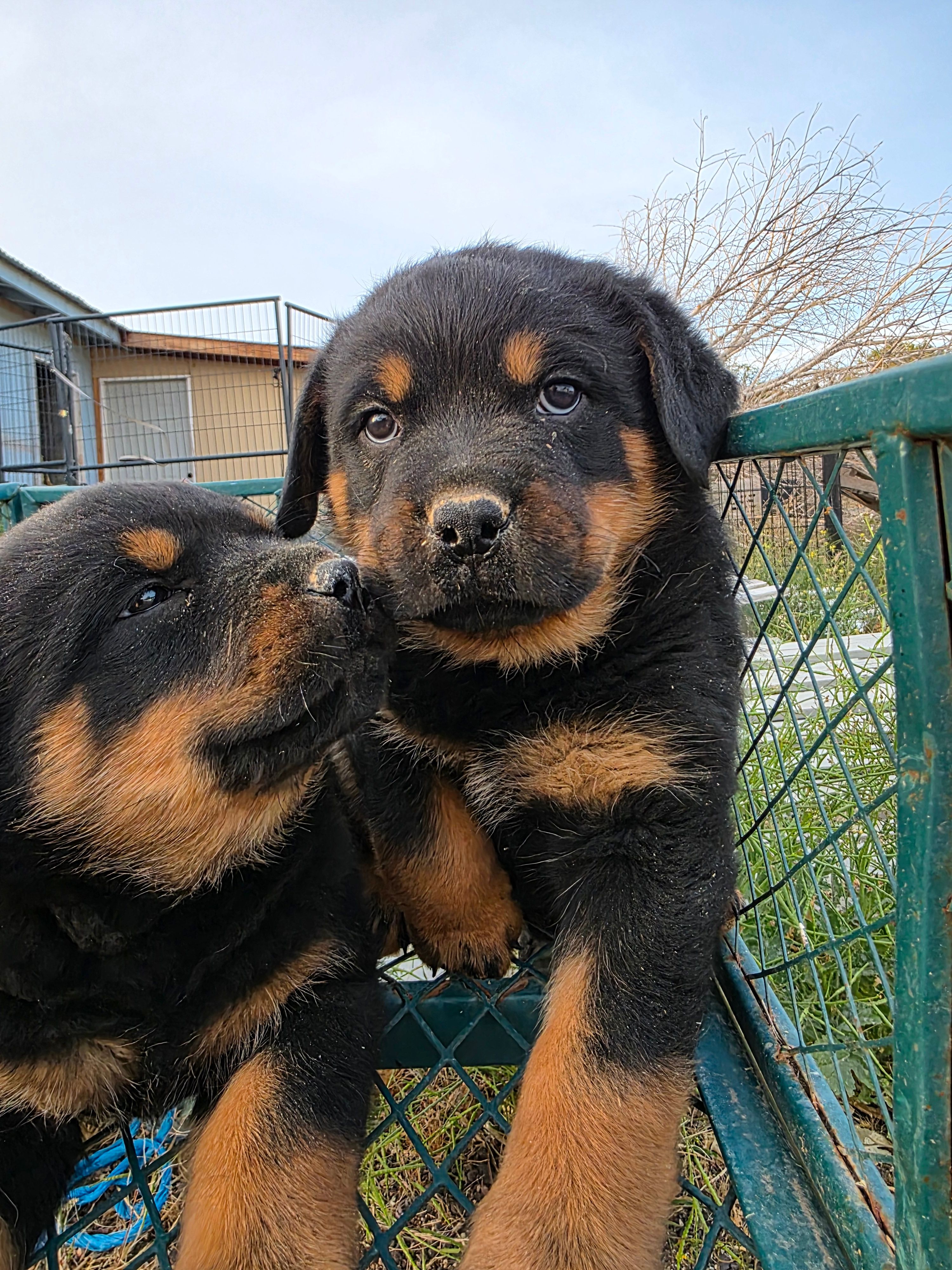 Dottie – Rottweiler puppy for sale in Kingman, AZ
