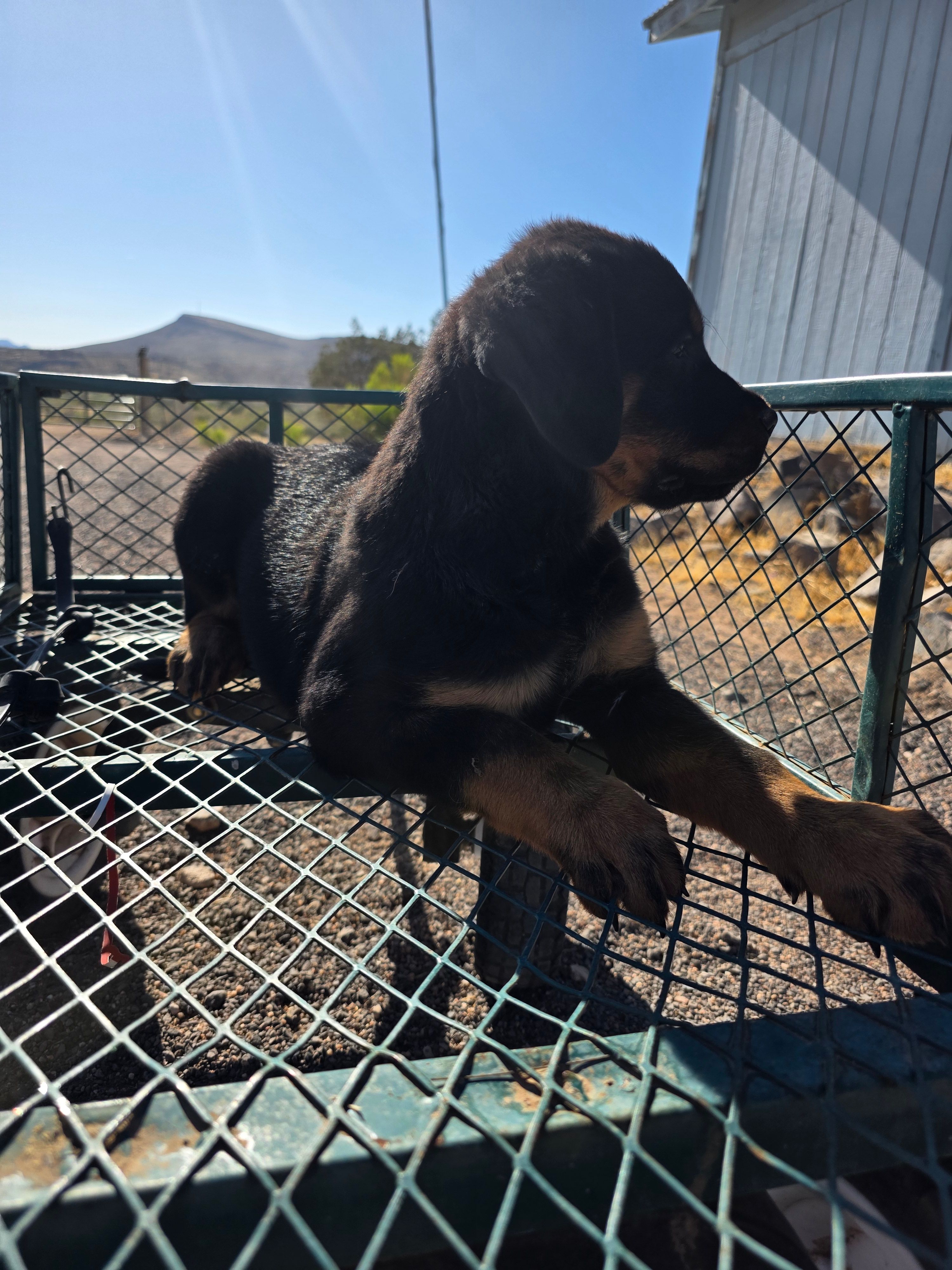 Dottie – Rottweiler puppy for sale in Kingman, AZ