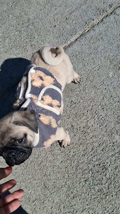 Belly baby, a male Pug for sale in San Bernardino, CA – 2 of 5