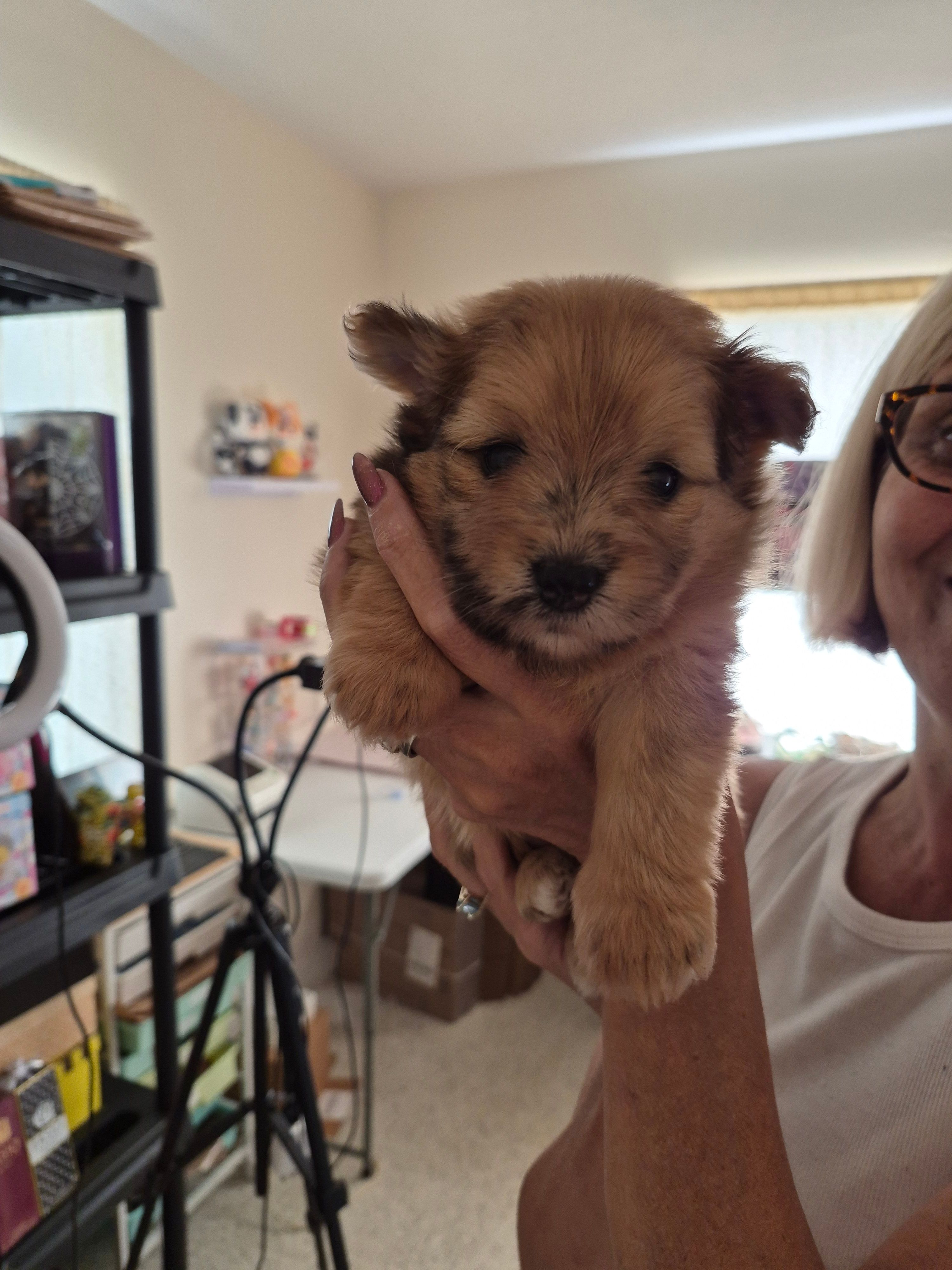 Channel – Pomeranian puppy for sale in Deltona, FL