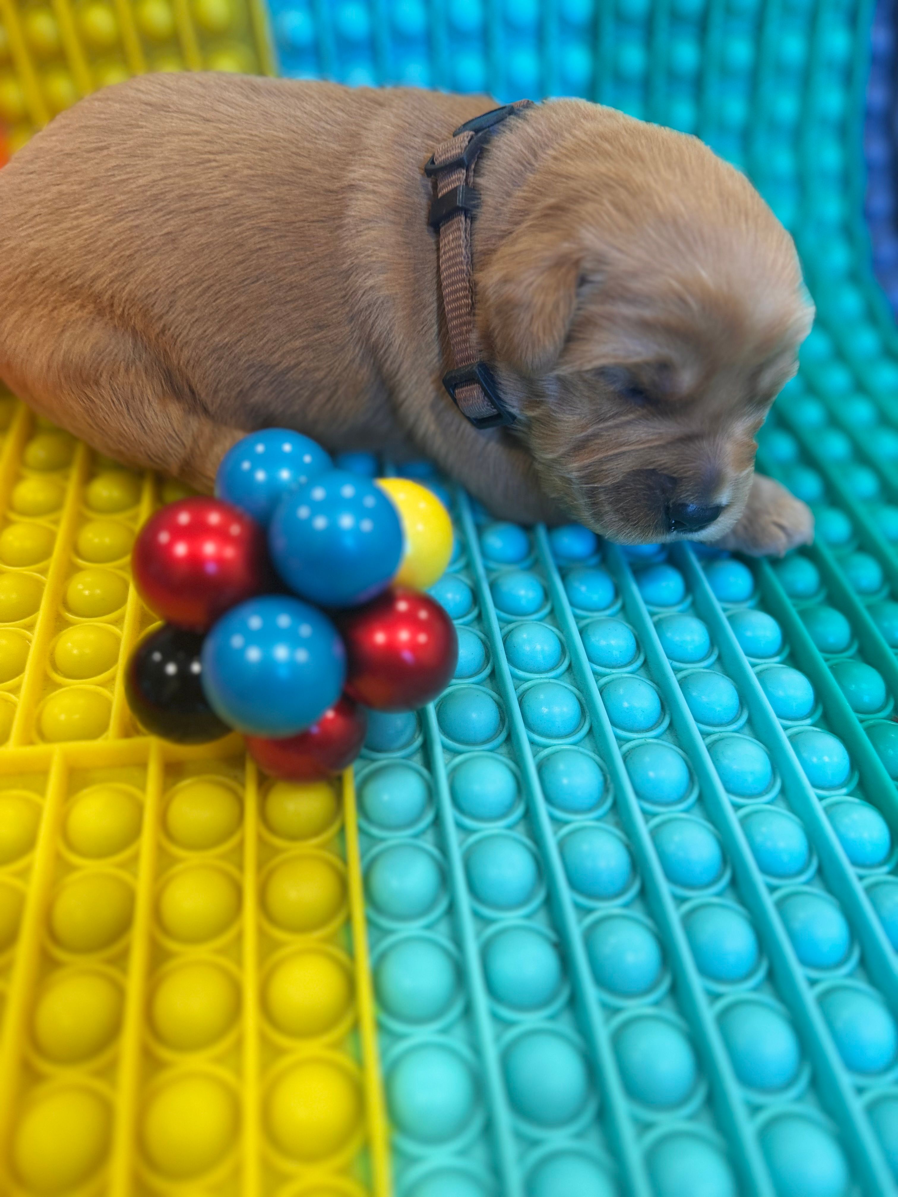 Charlie – Golden Retriever puppy for sale in Bakersfield, CA