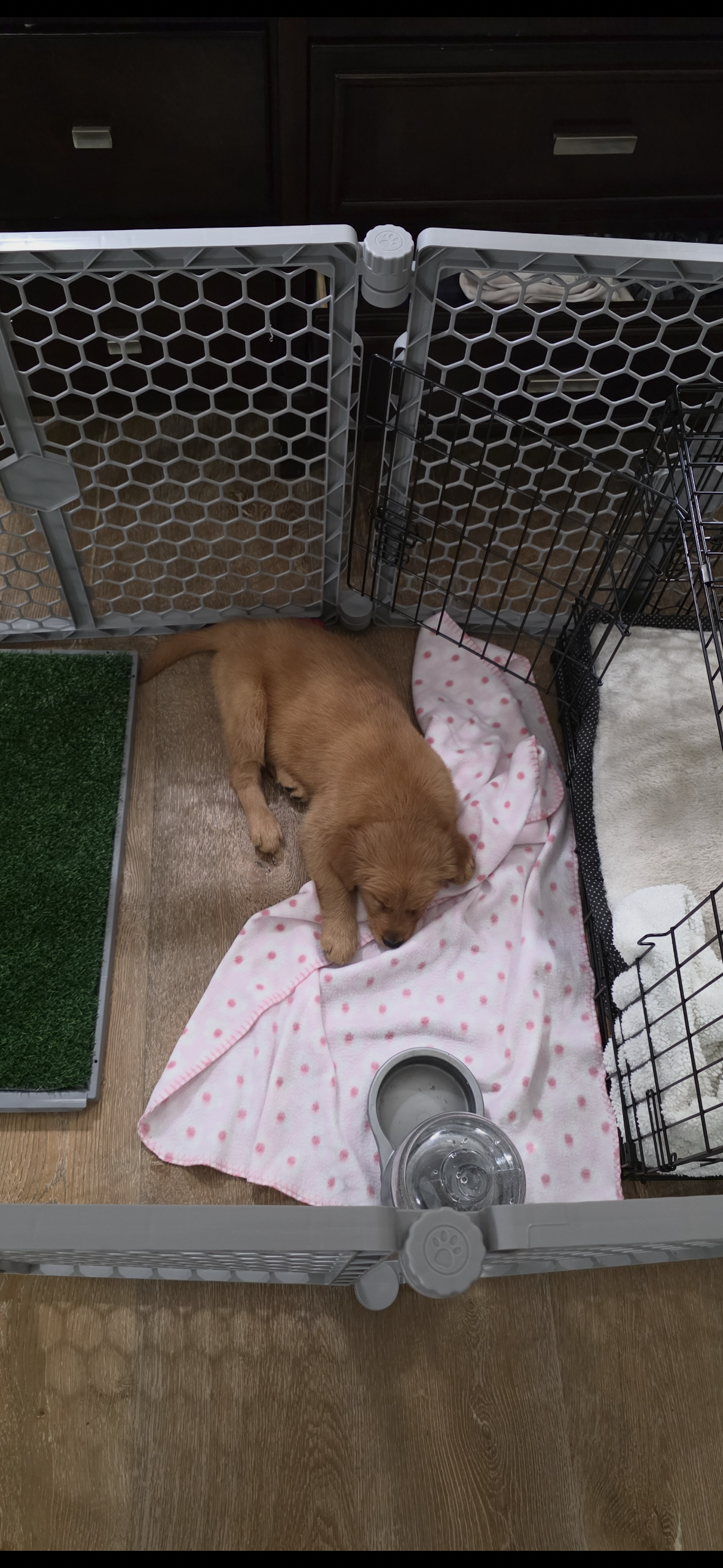 Luna – Golden Retriever puppy for sale in Bakersfield, CA