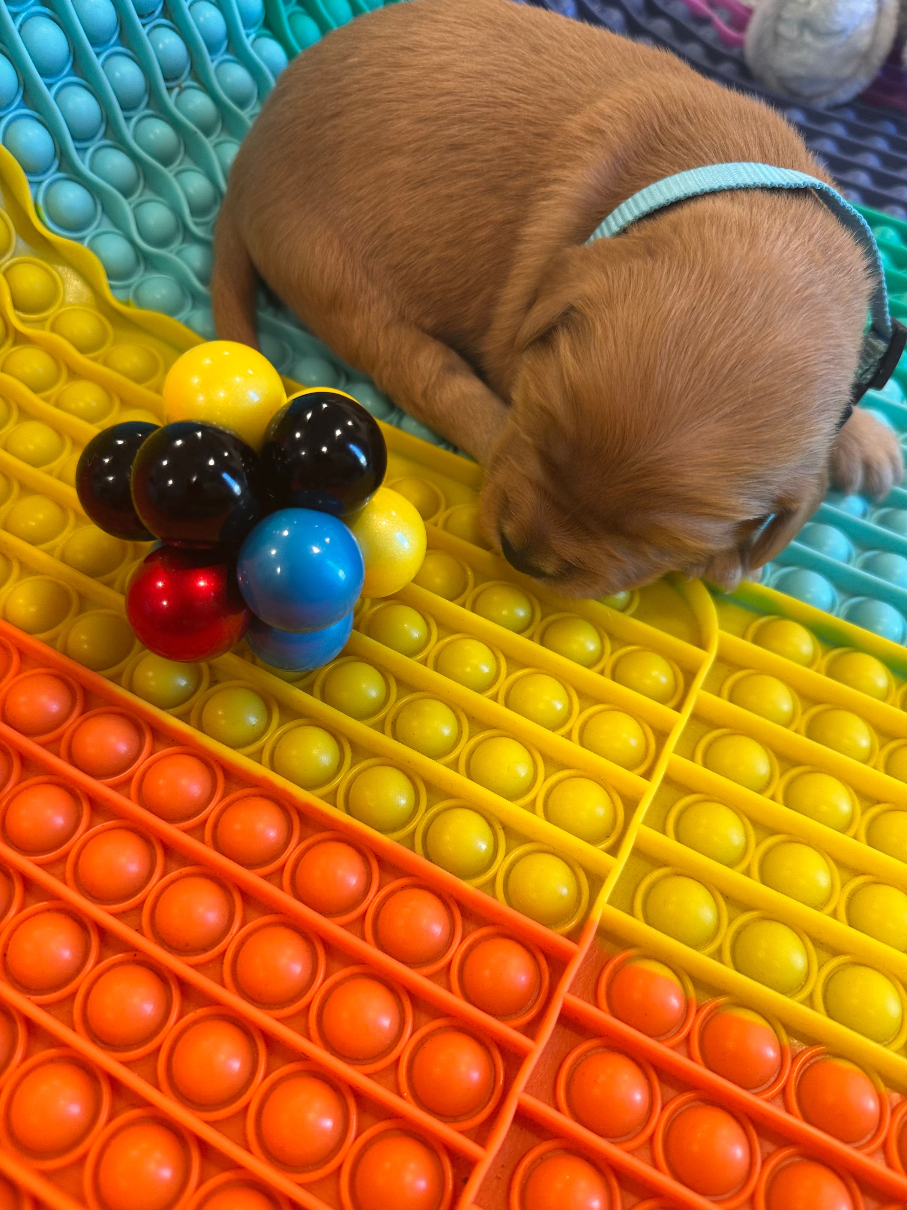 Buddy – Golden Retriever puppy for sale in Bakersfield, CA